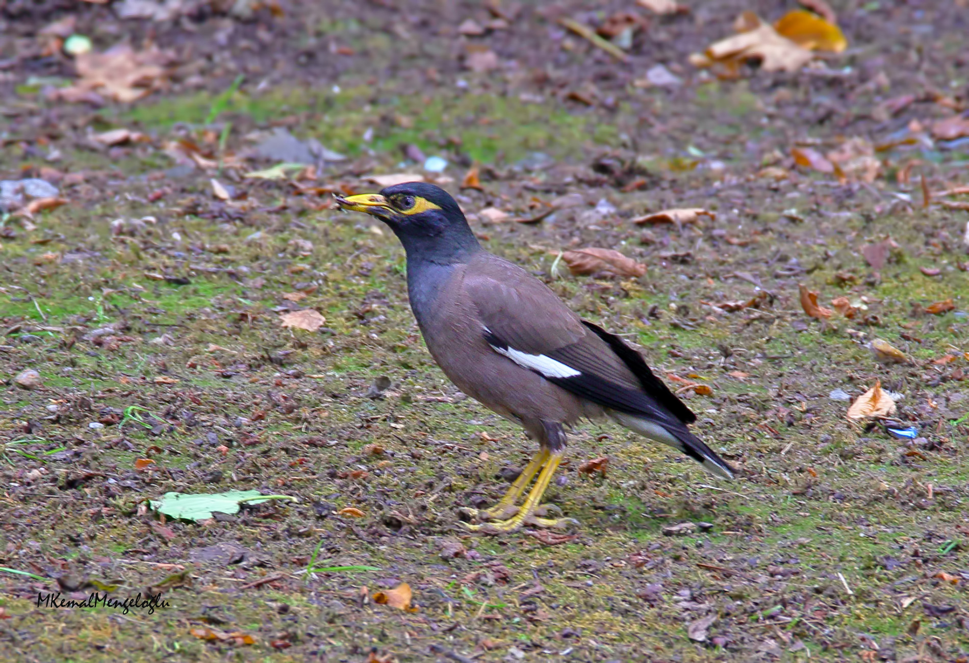 Common Myna