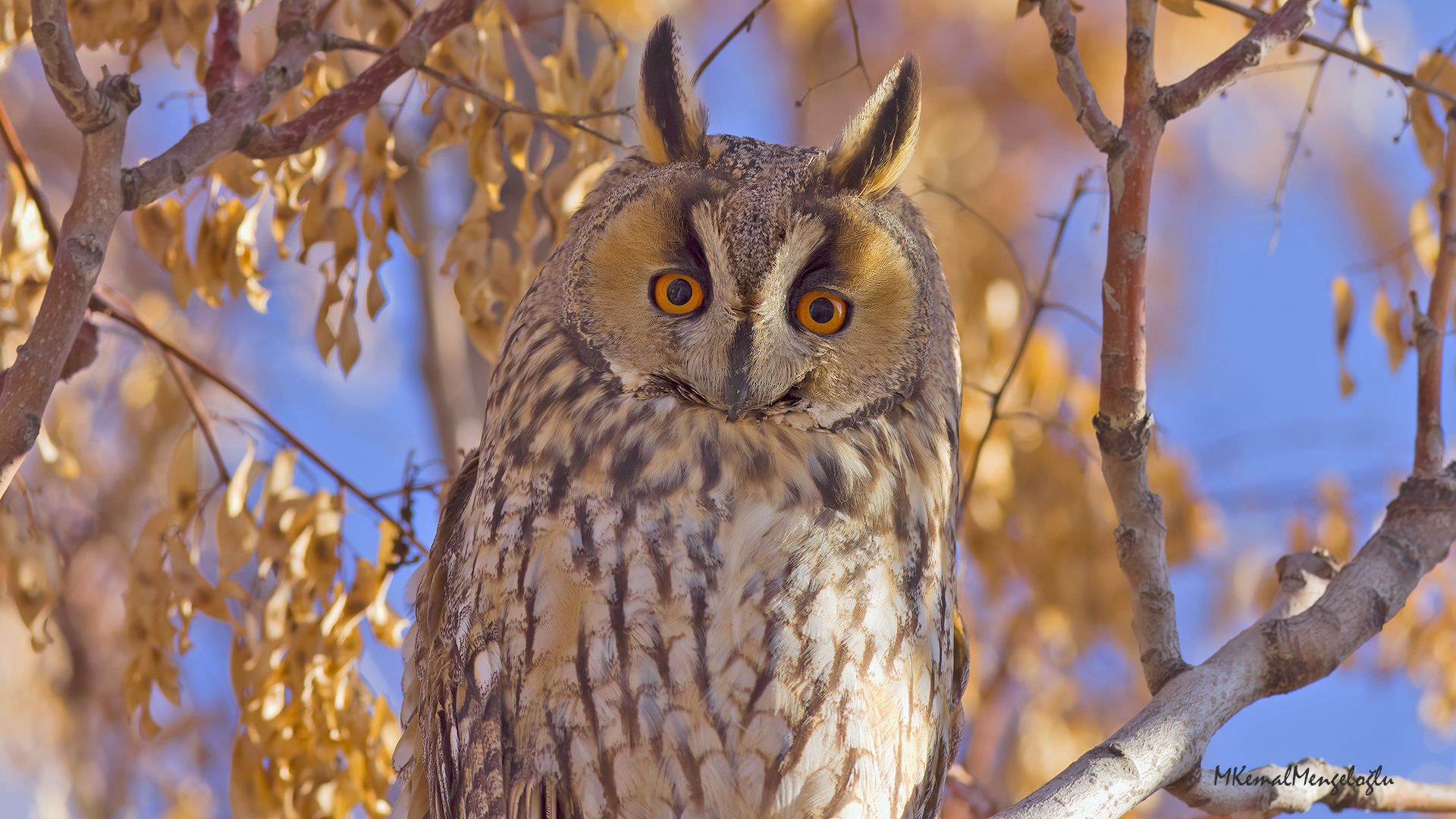 Long-eared Owl