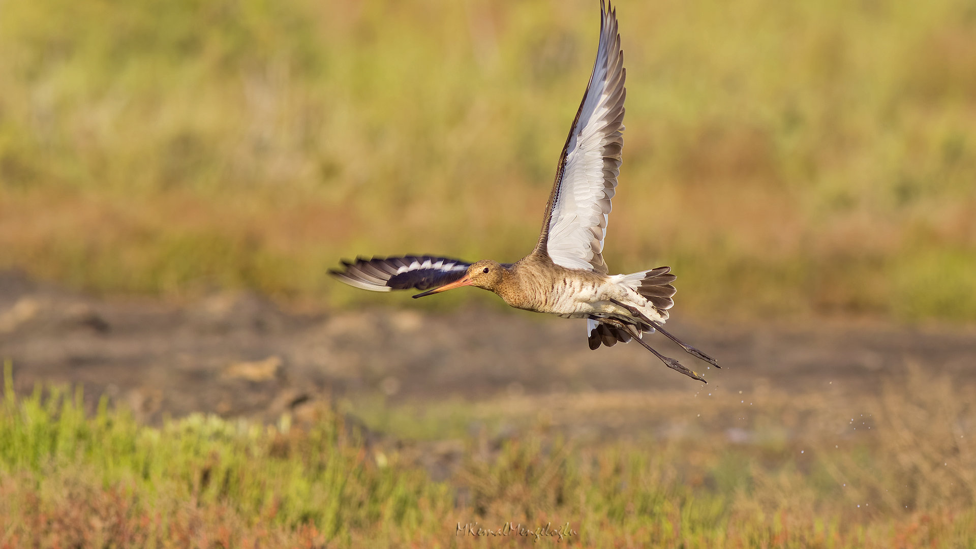 Black-tailed Godwit