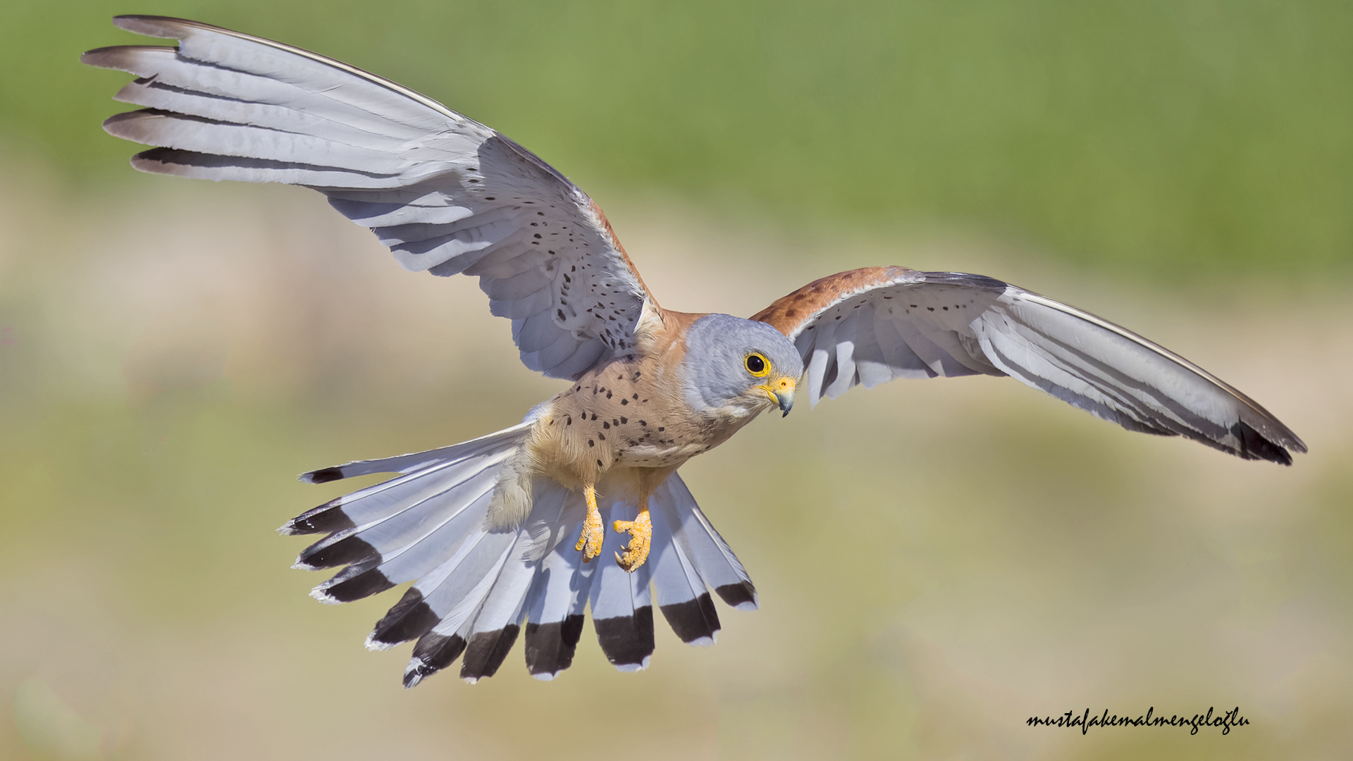 Lesser Kestrel — Ana fotoğraf