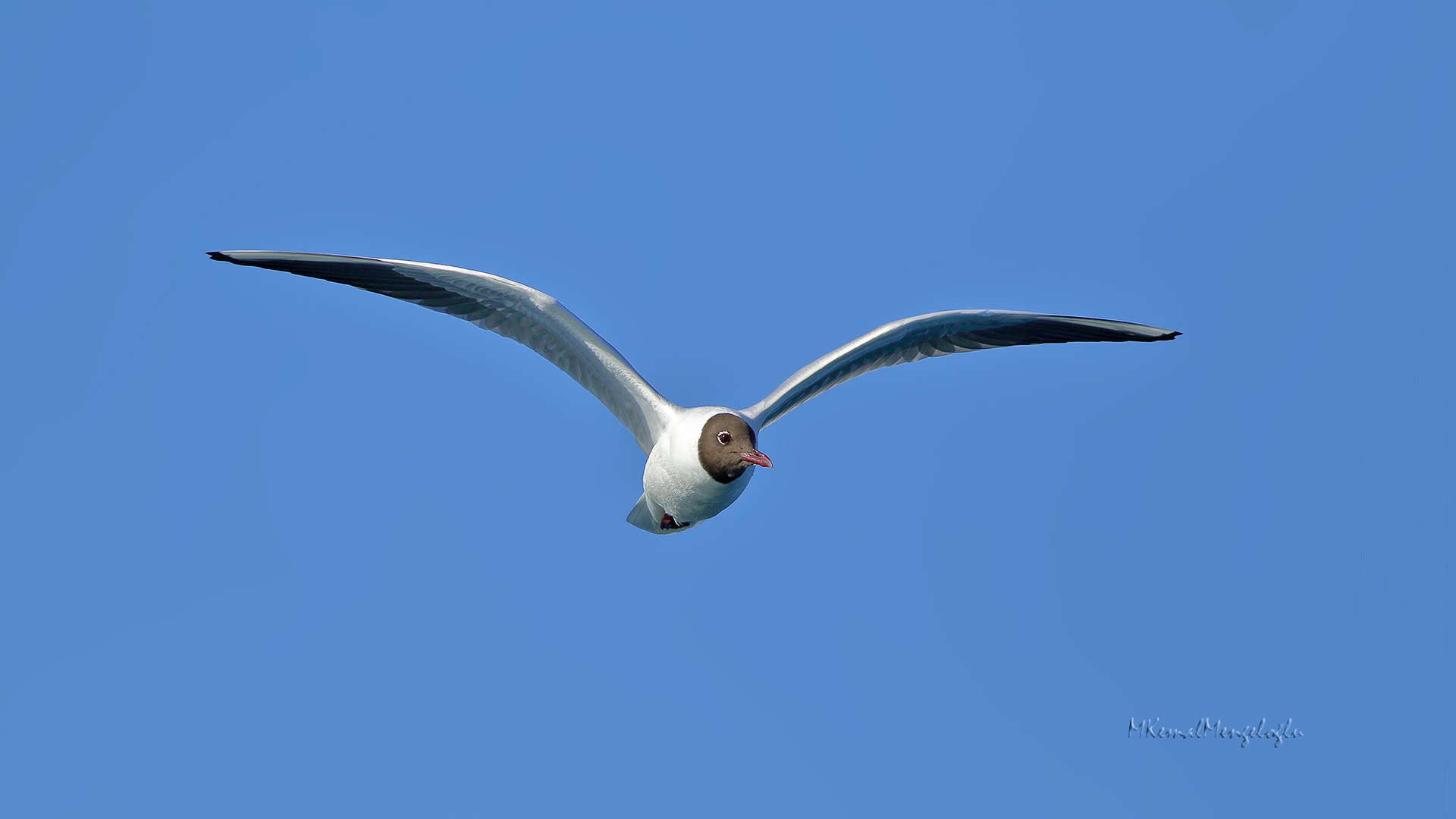 Black-headed Gull