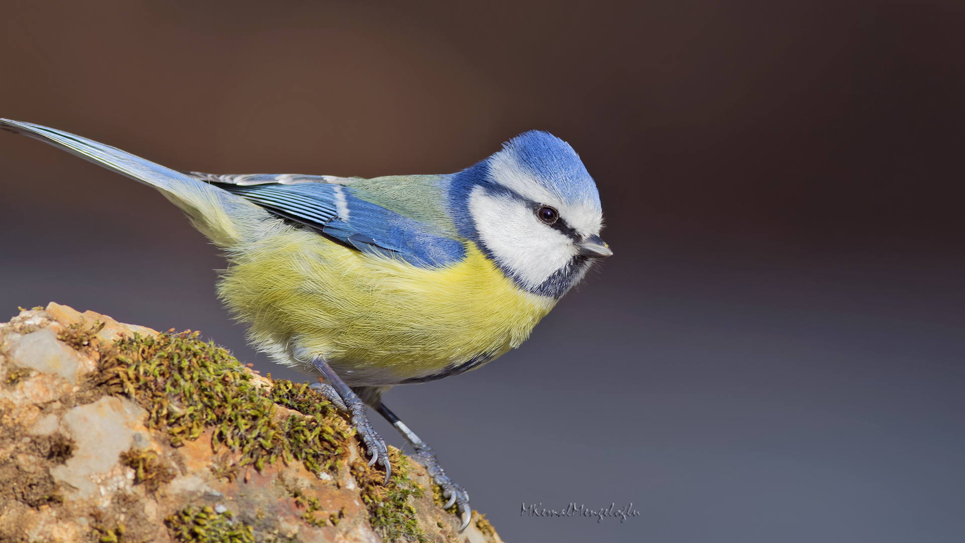 Eurasian Blue Tit