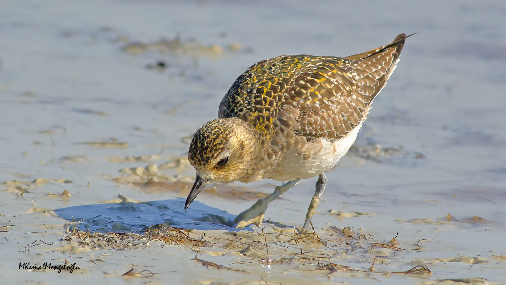Pacific Golden-Plover
