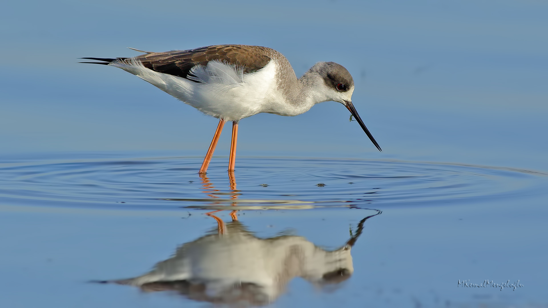 Black-winged Stilt