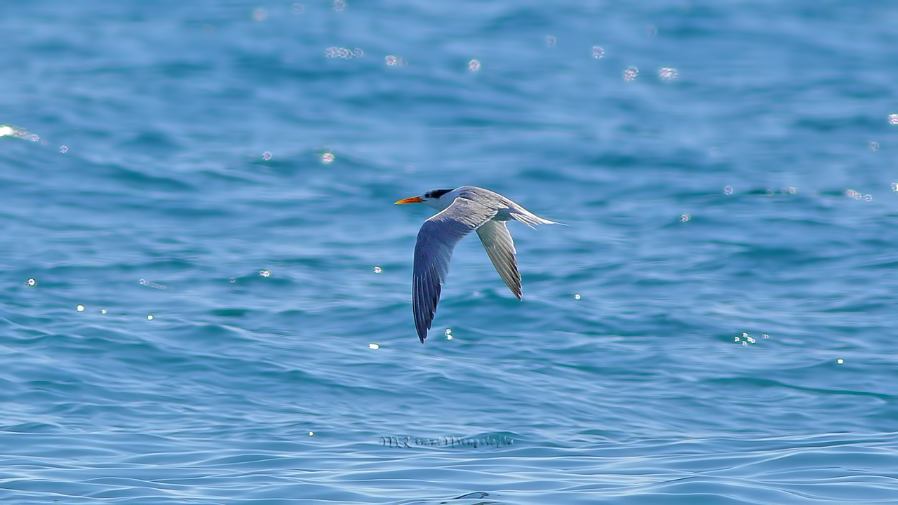 Lesser Crested Tern