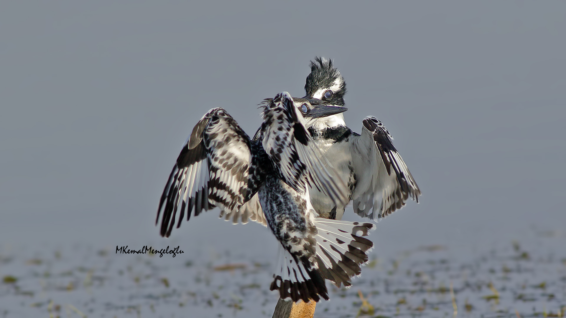 Pied Kingfisher