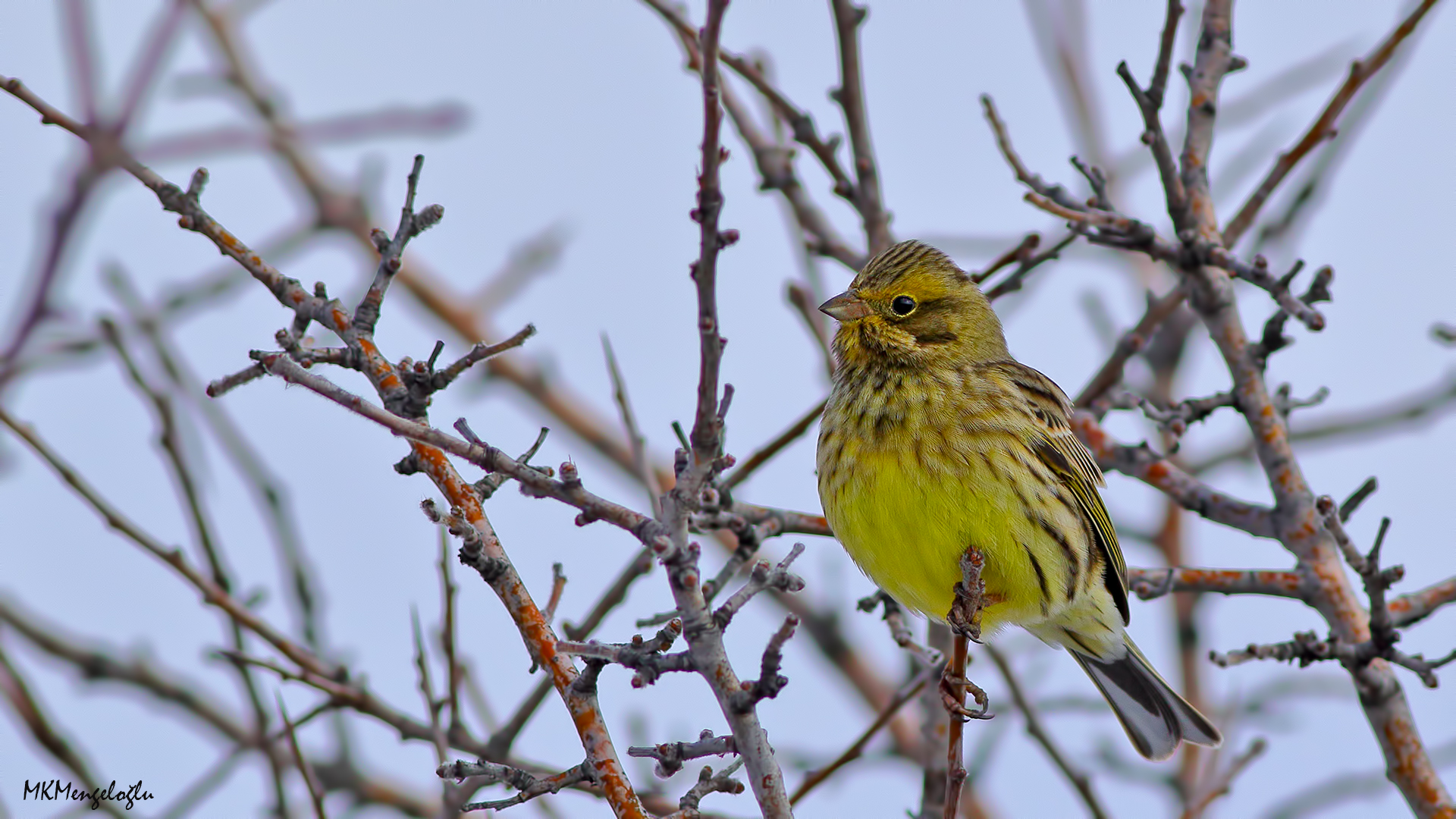 Yellowhammer