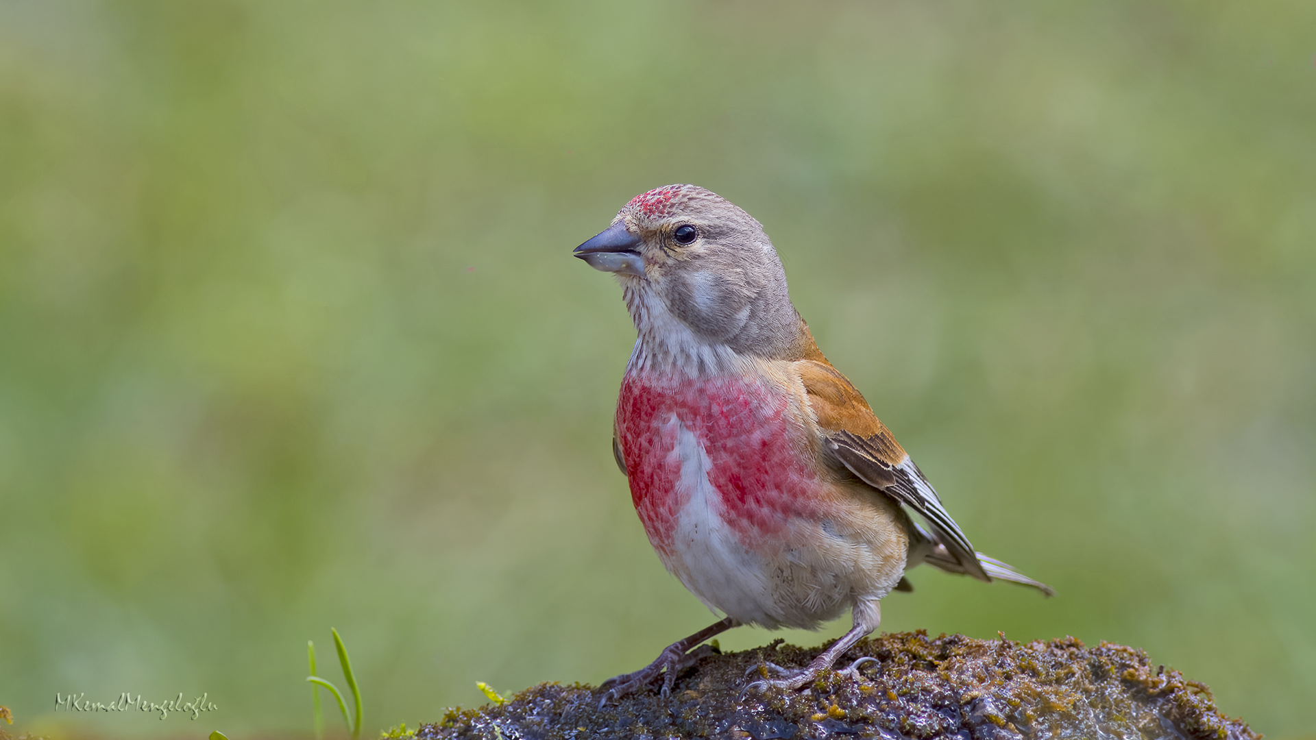 Eurasian Linnet