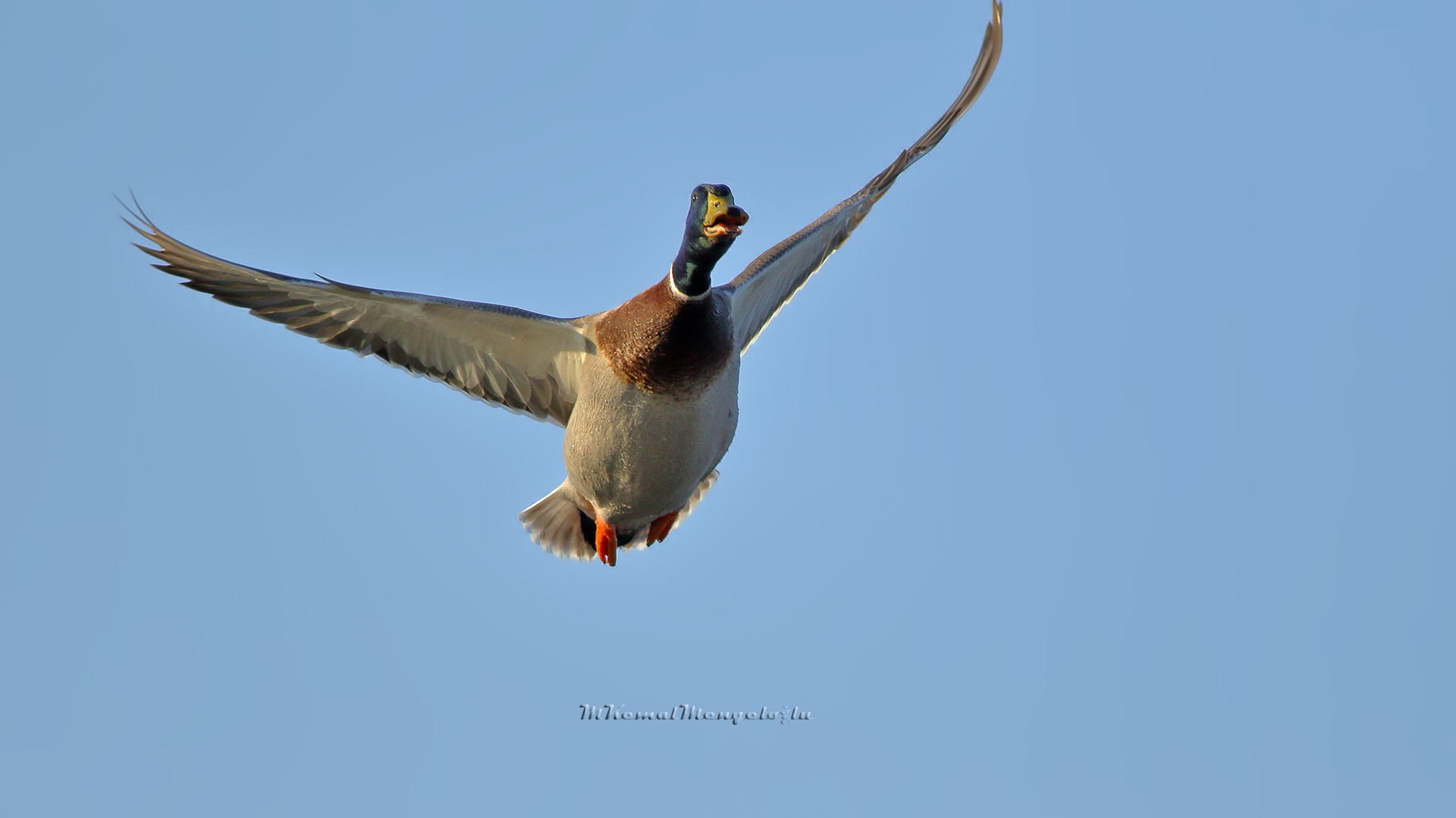 Mallard