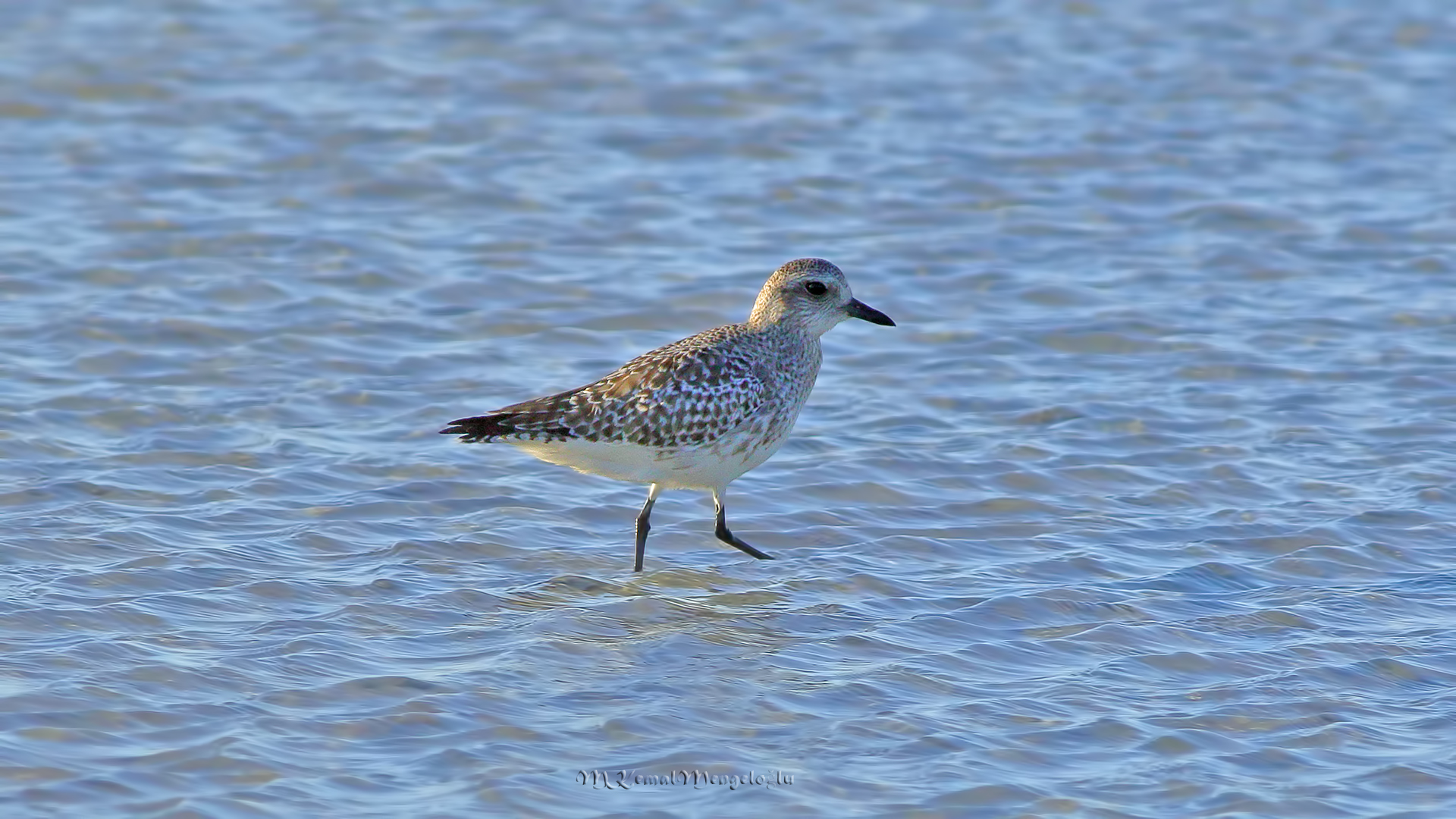 Black-bellied Plover