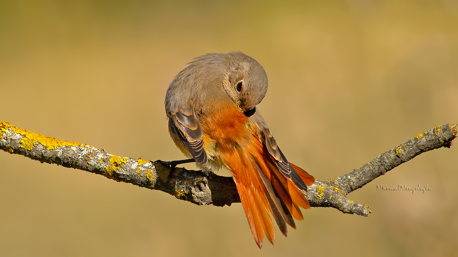 Common Redstart