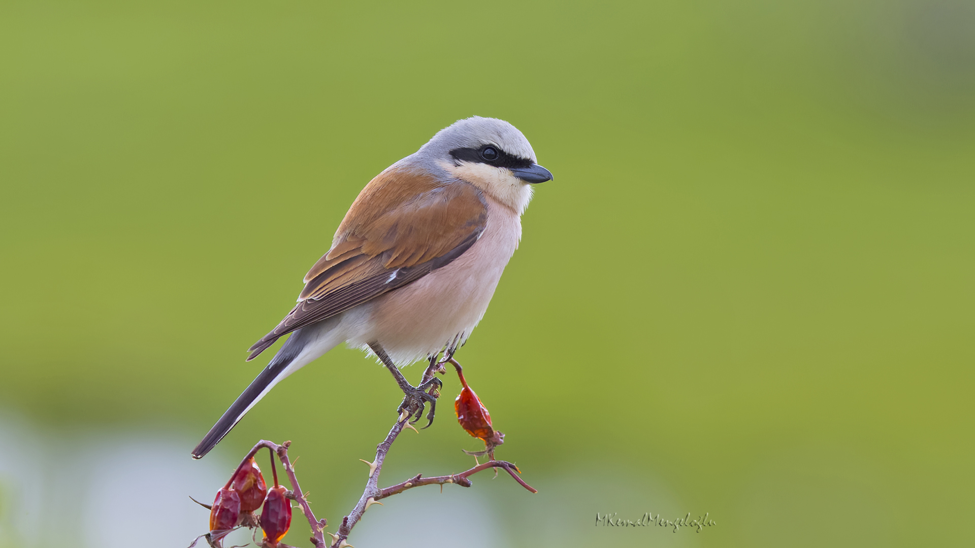 Red-backed Shrike