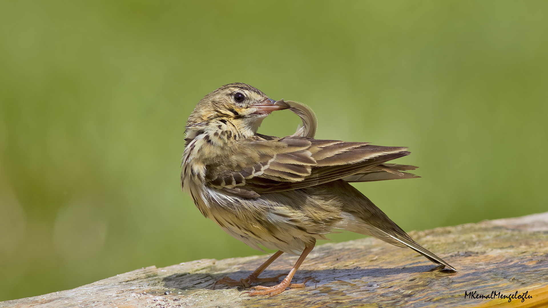 Tree Pipit