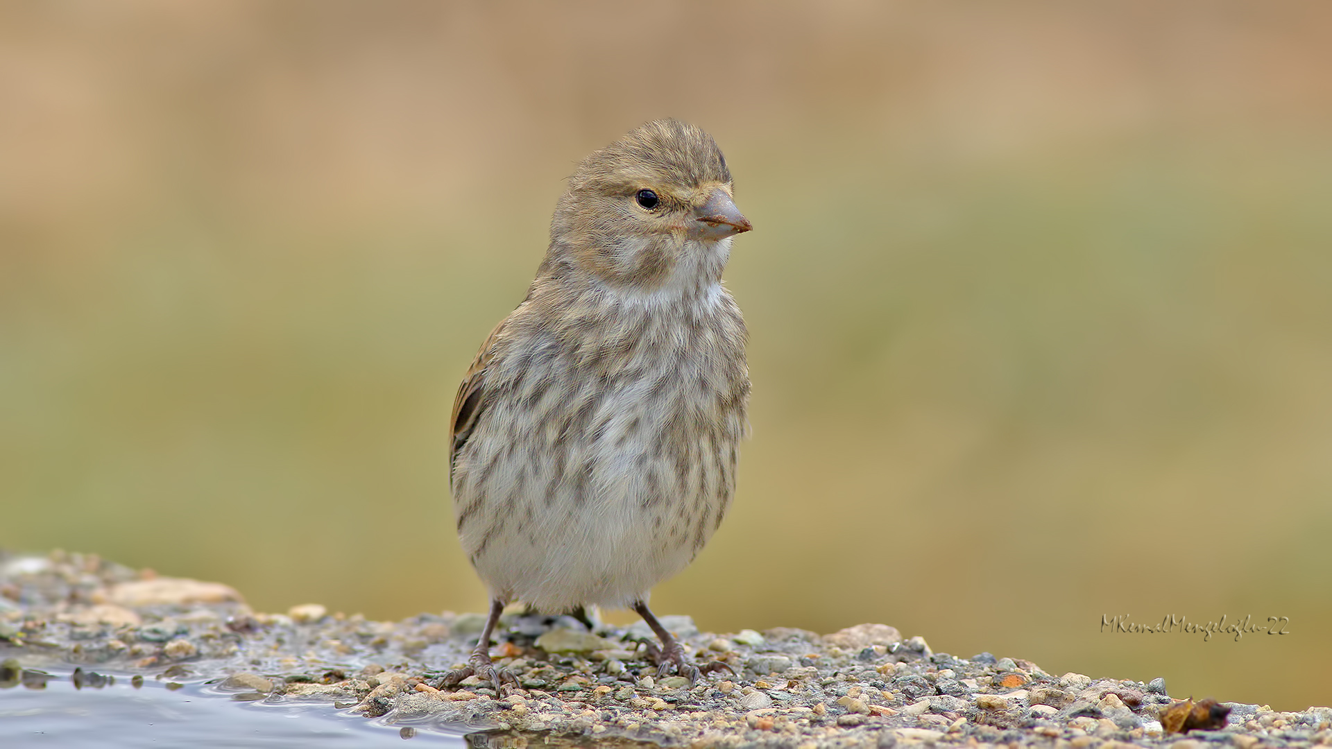 European Serin