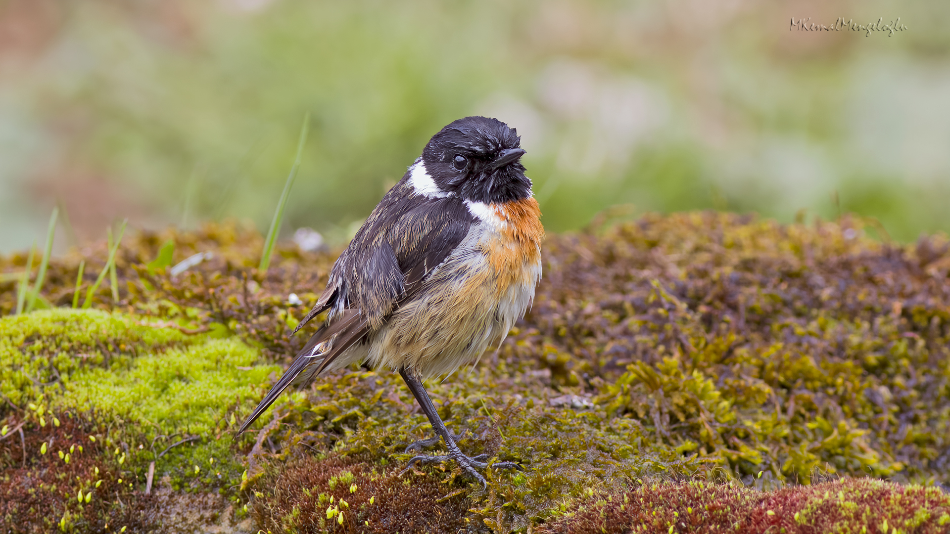 European Stonechat