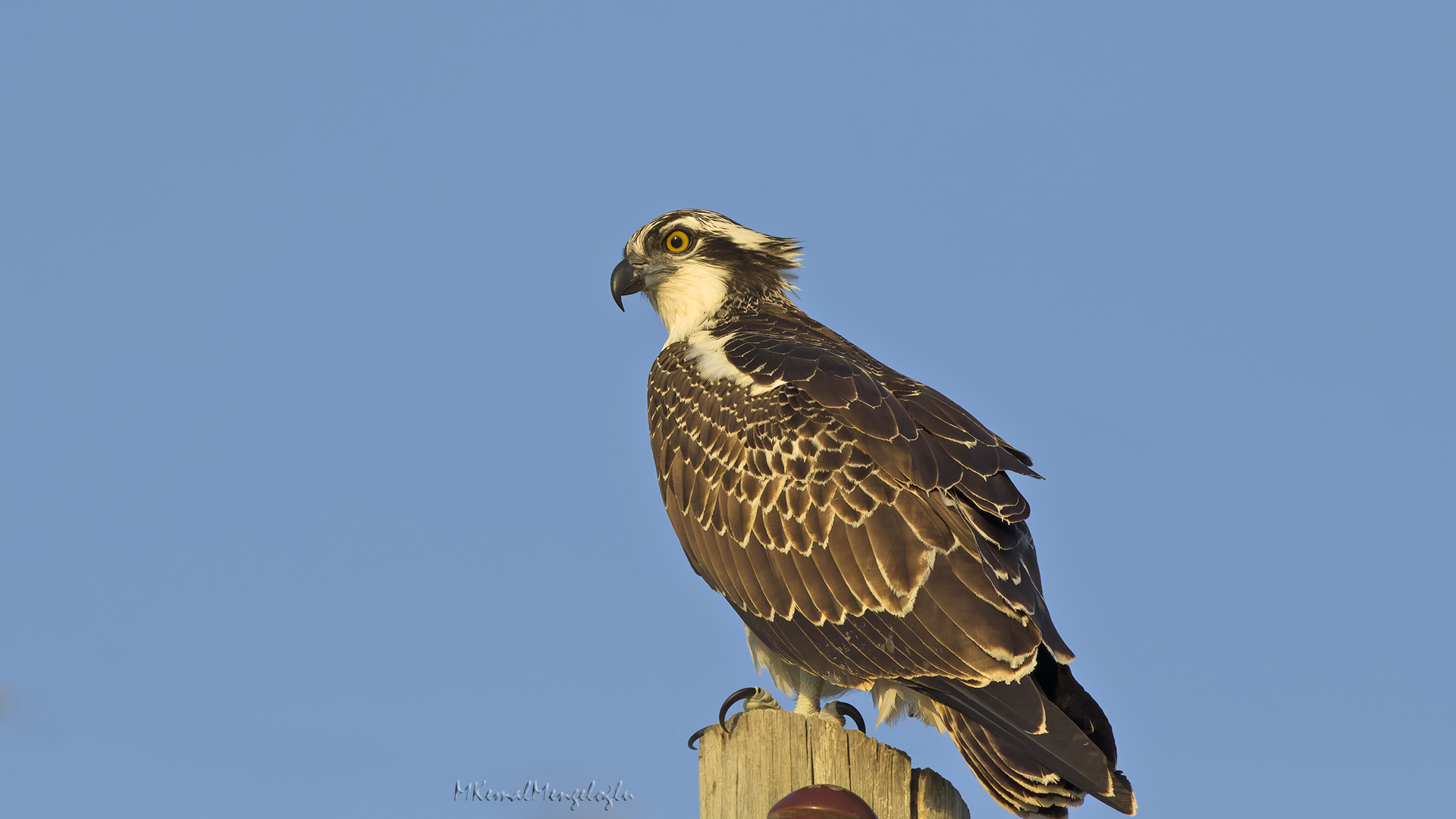 Osprey