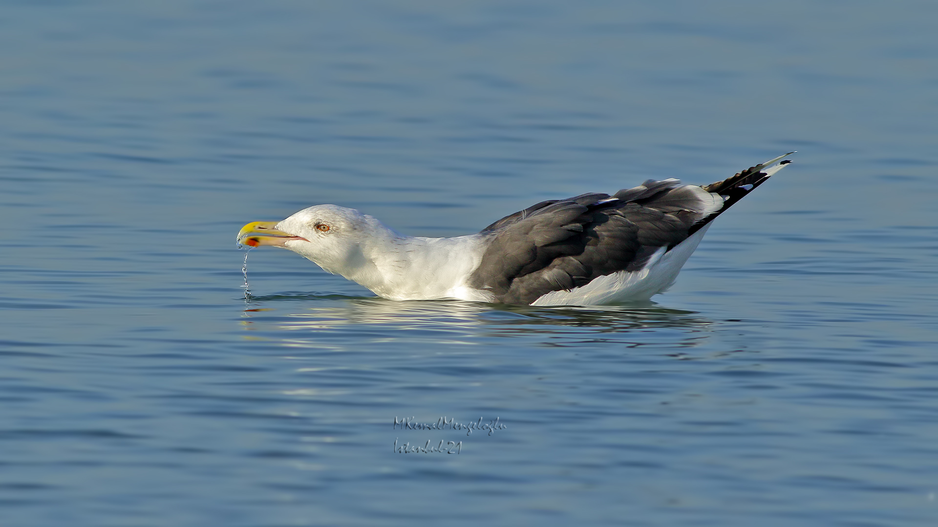 Great Black-backed Gull