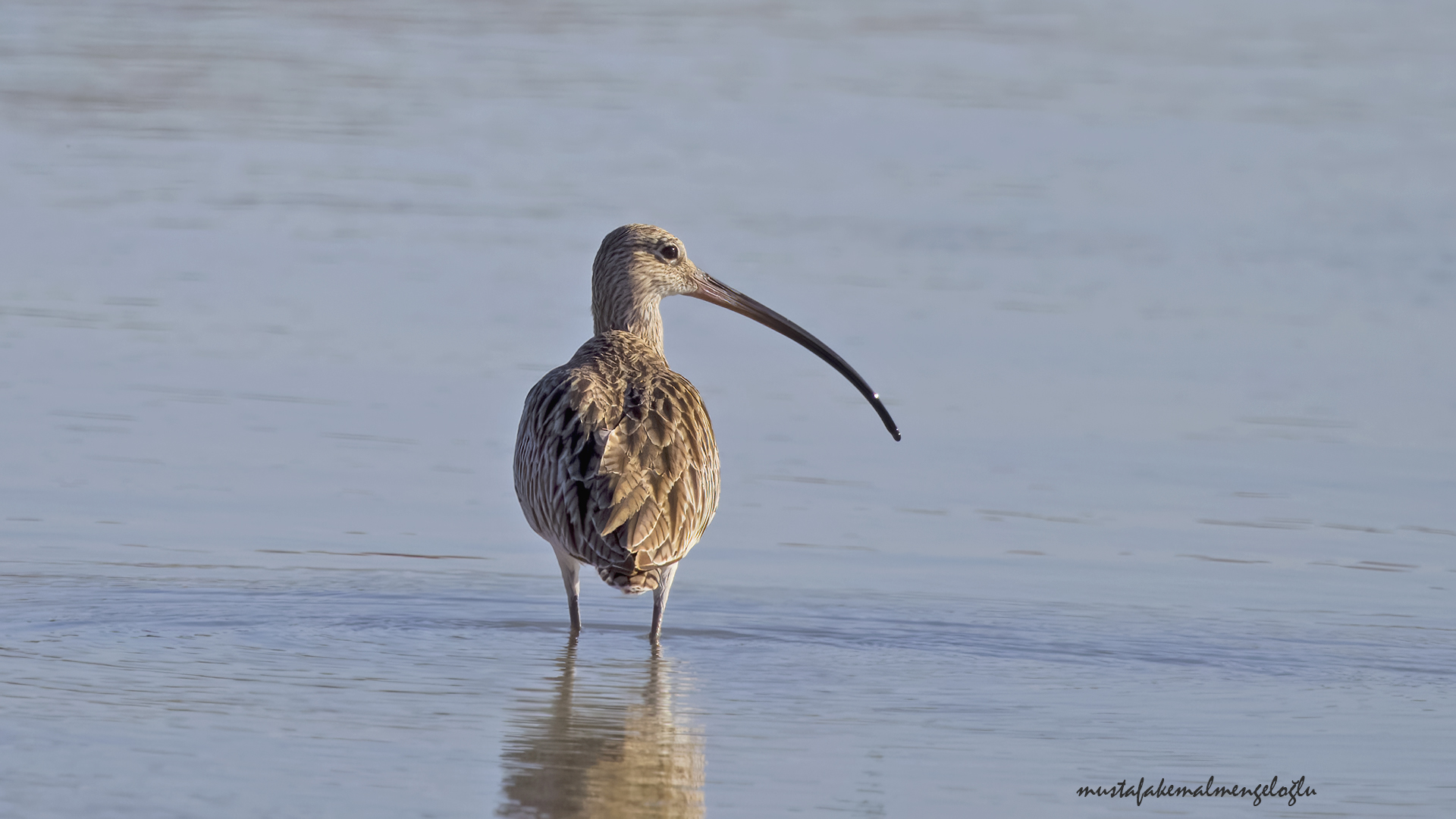 Eurasian Curlew