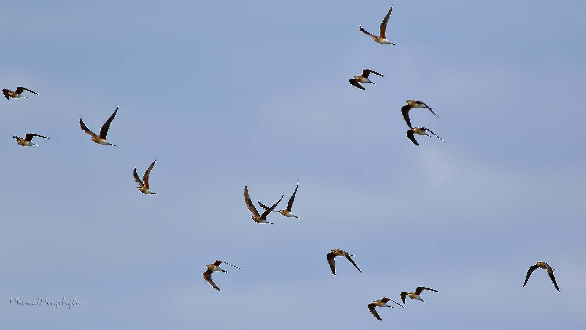 Collared Pratincole