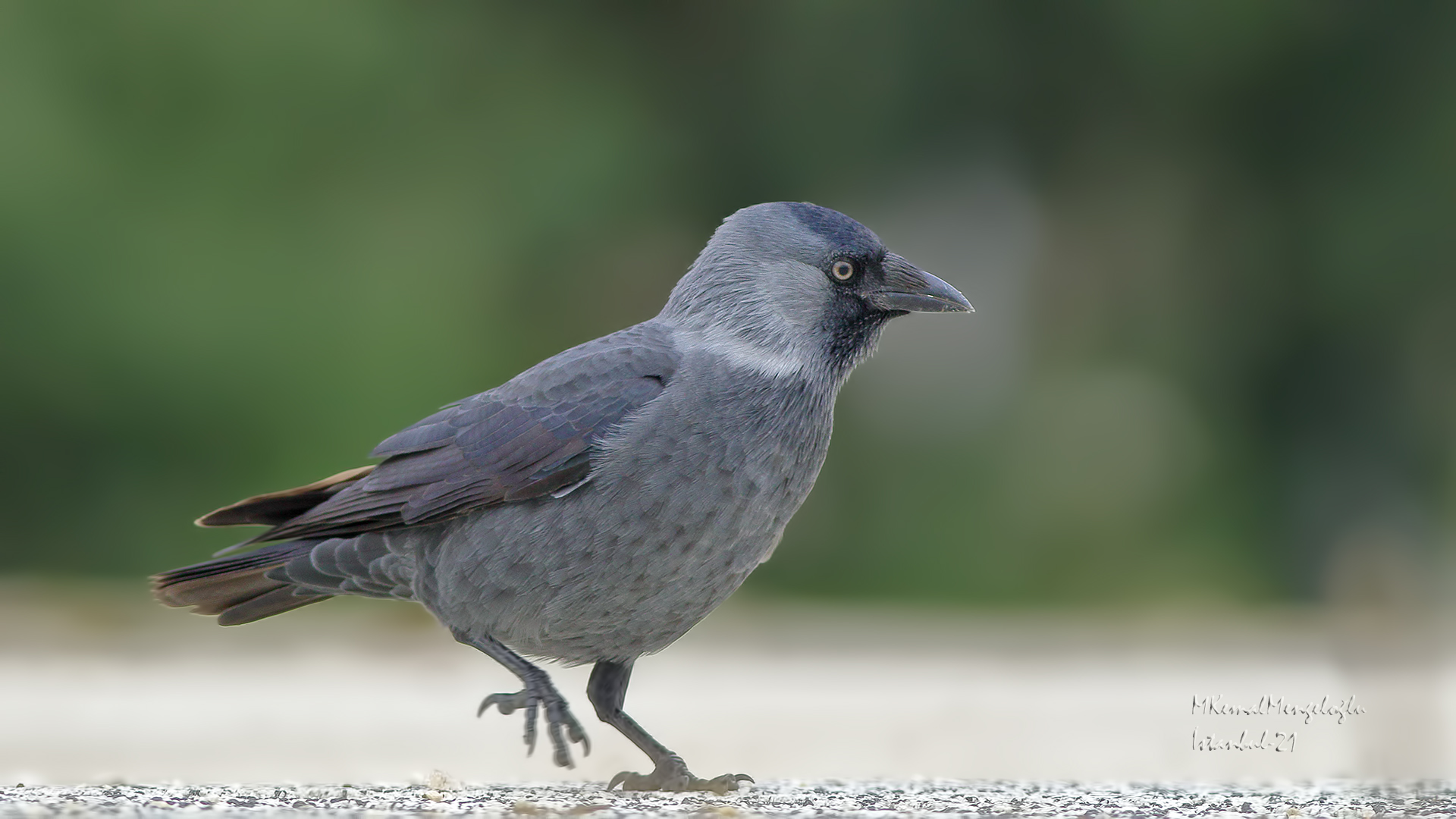 Eurasian Jackdaw