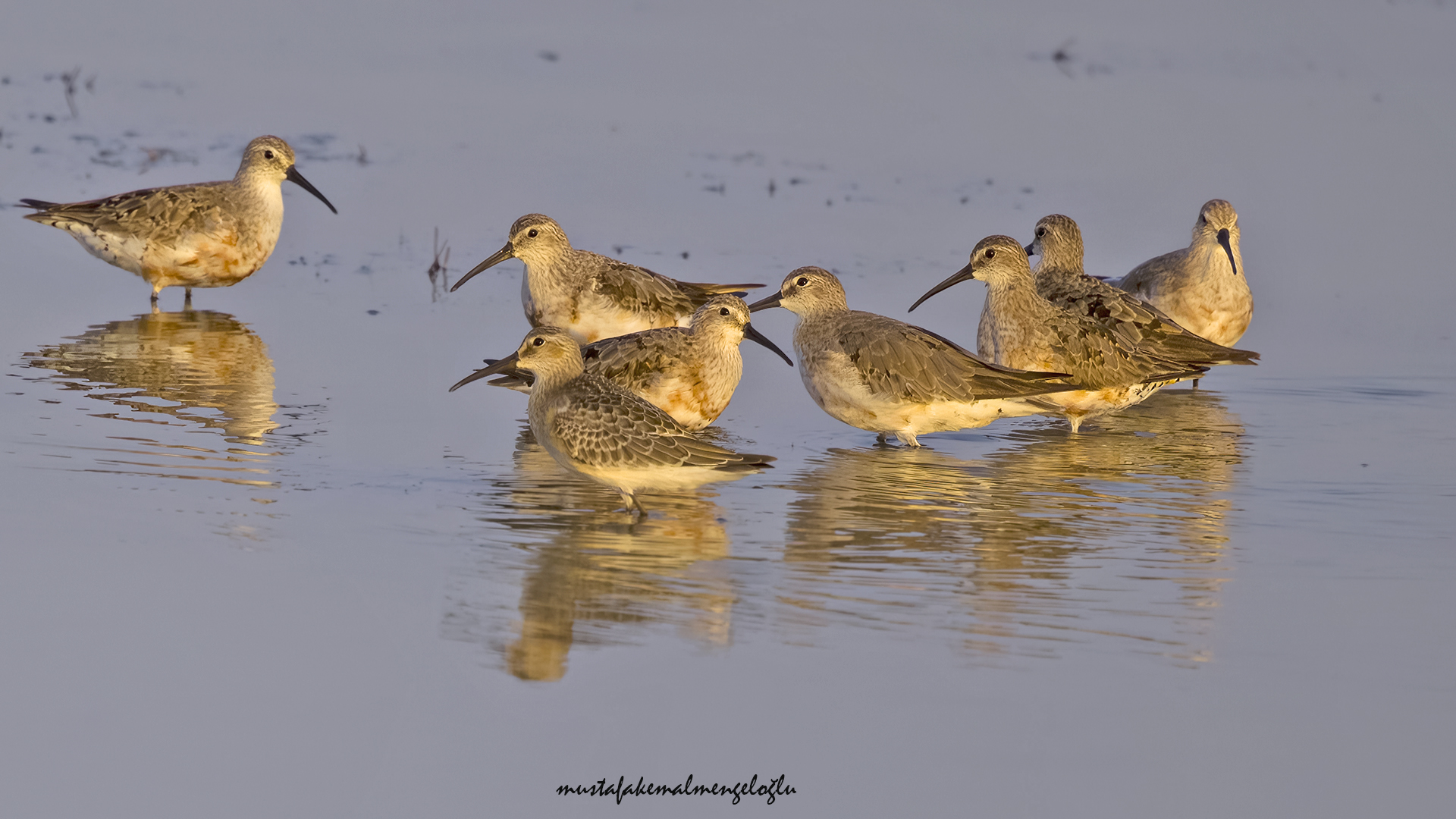 Curlew Sandpiper