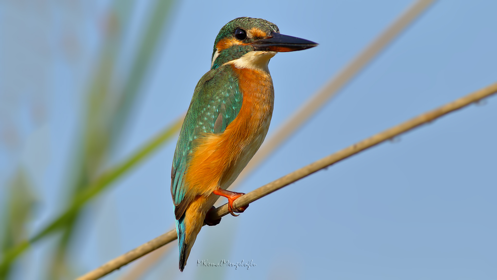 Common Kingfisher