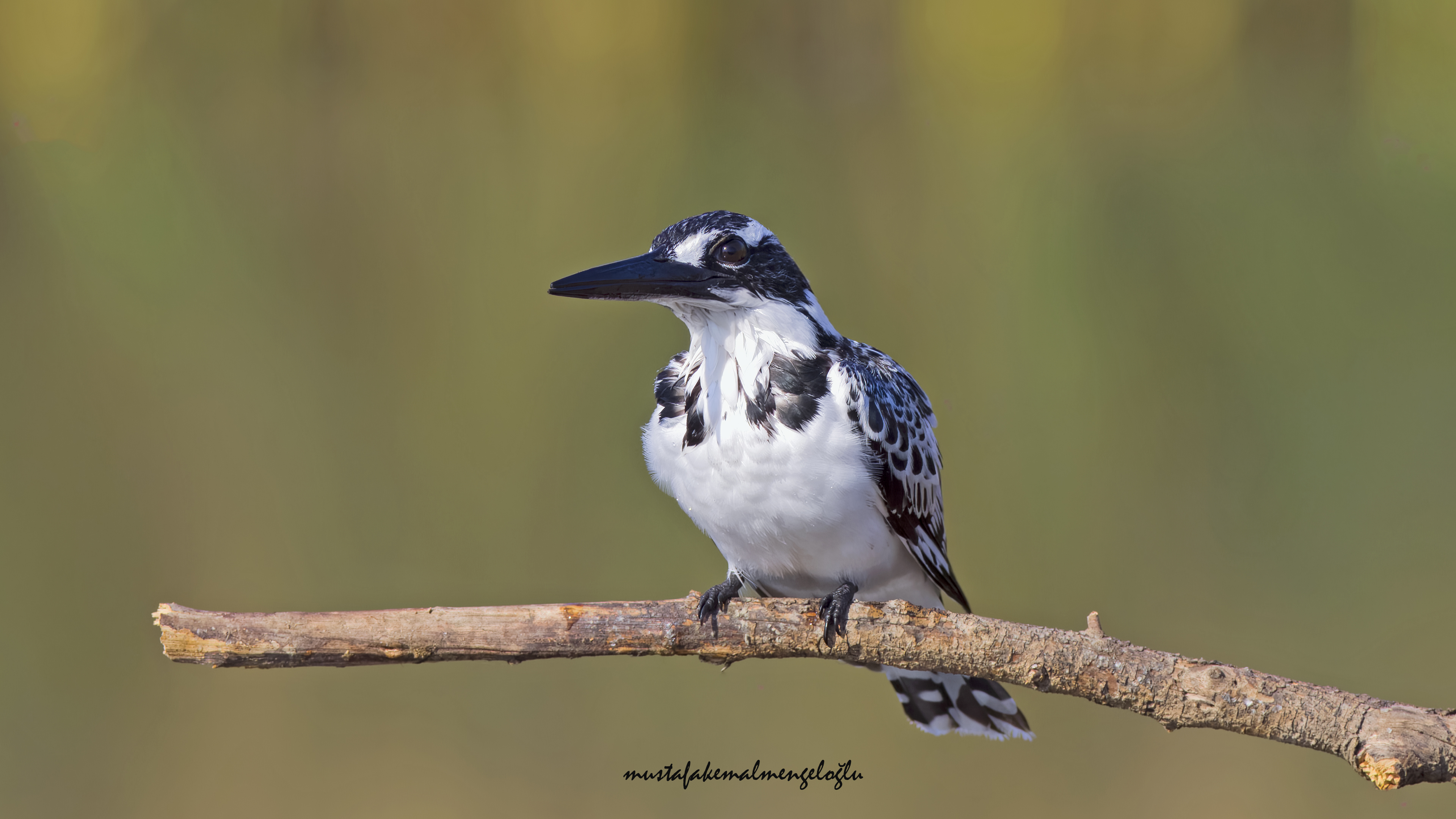 Pied Kingfisher