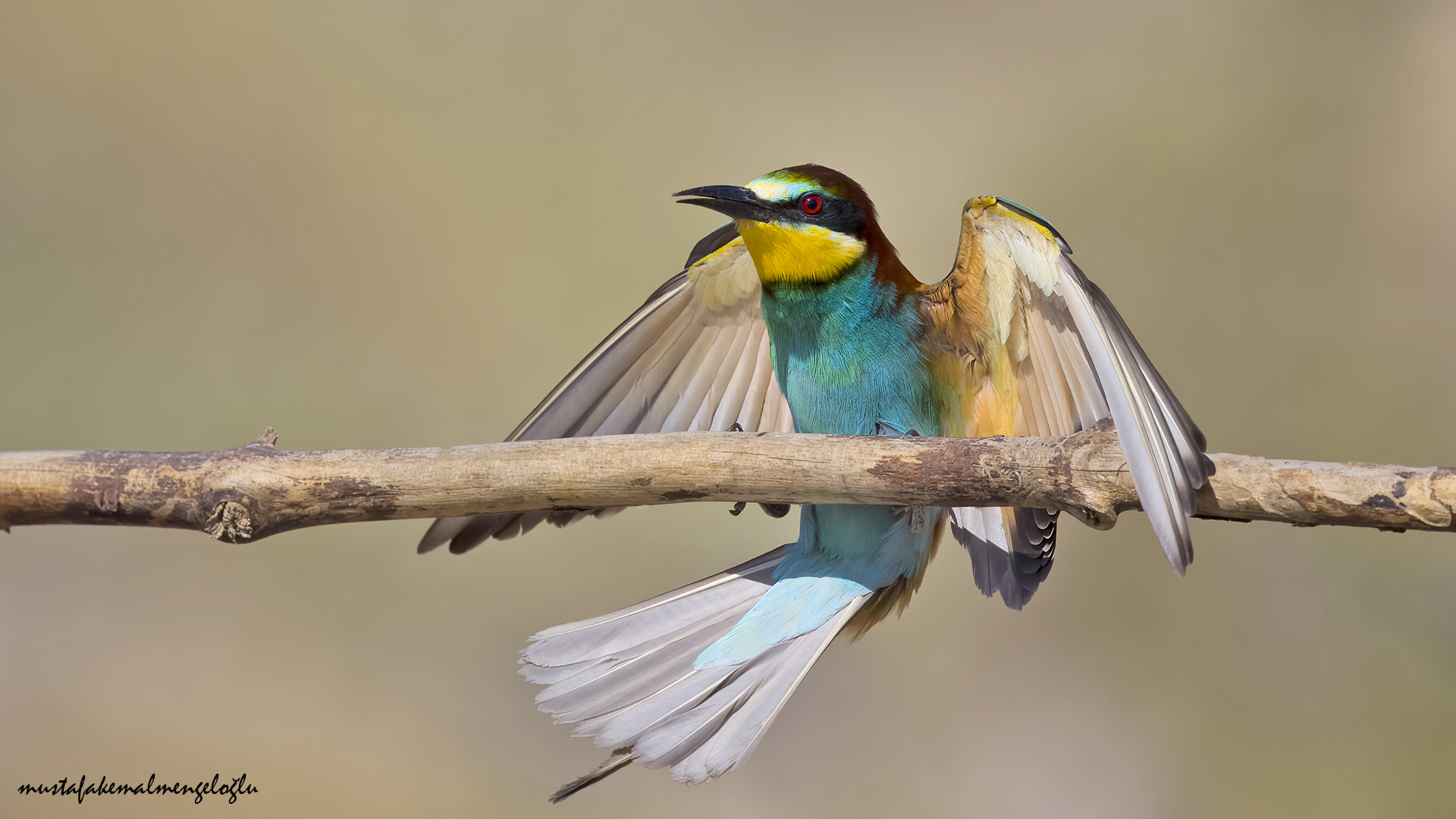 European Bee-eater