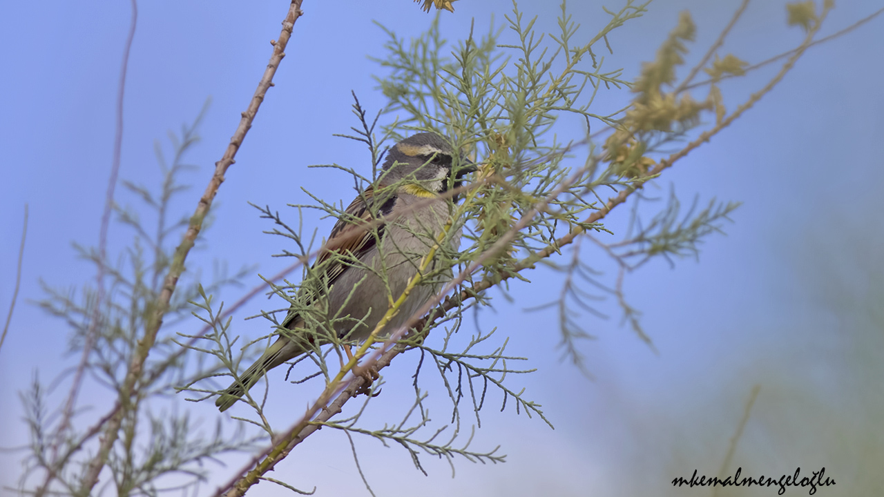 Dead Sea Sparrow