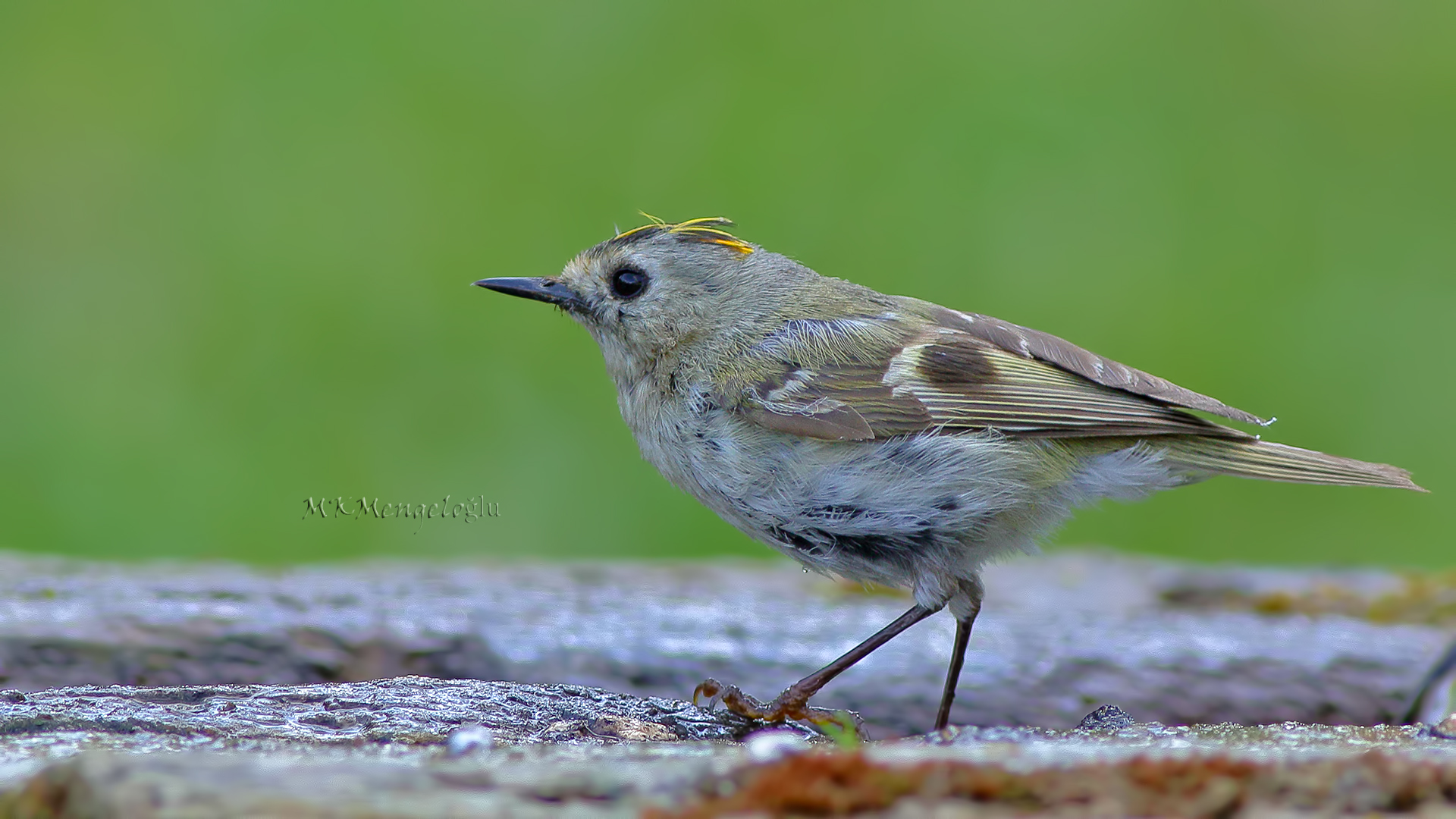 Goldcrest