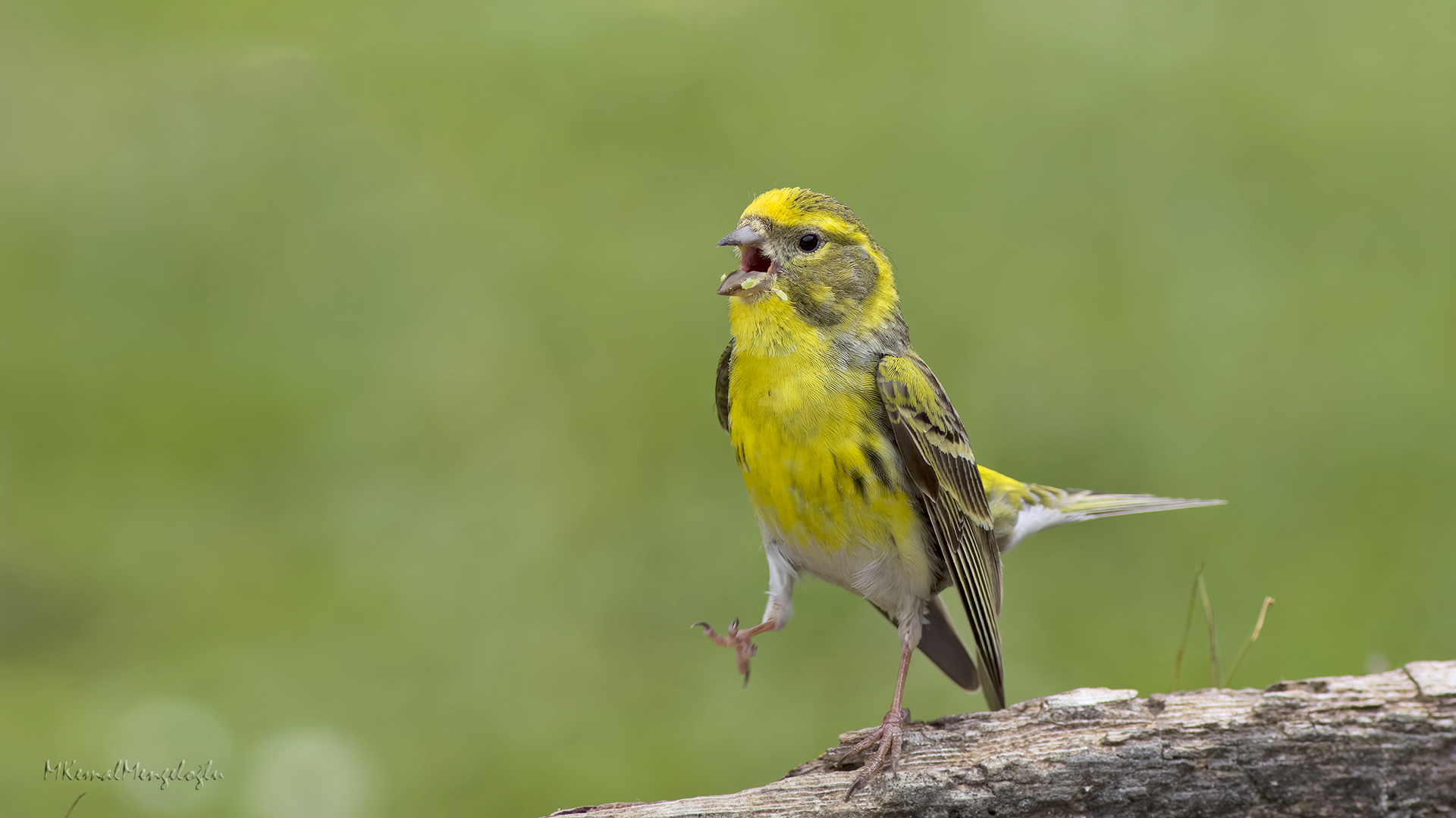European Serin