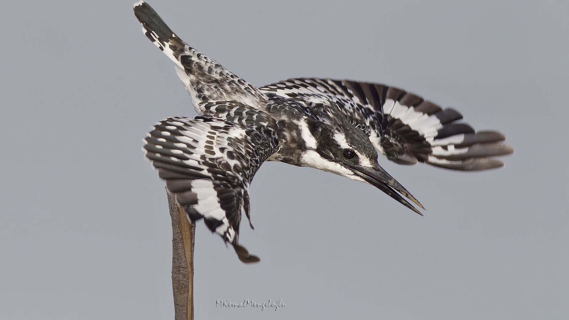 Pied Kingfisher