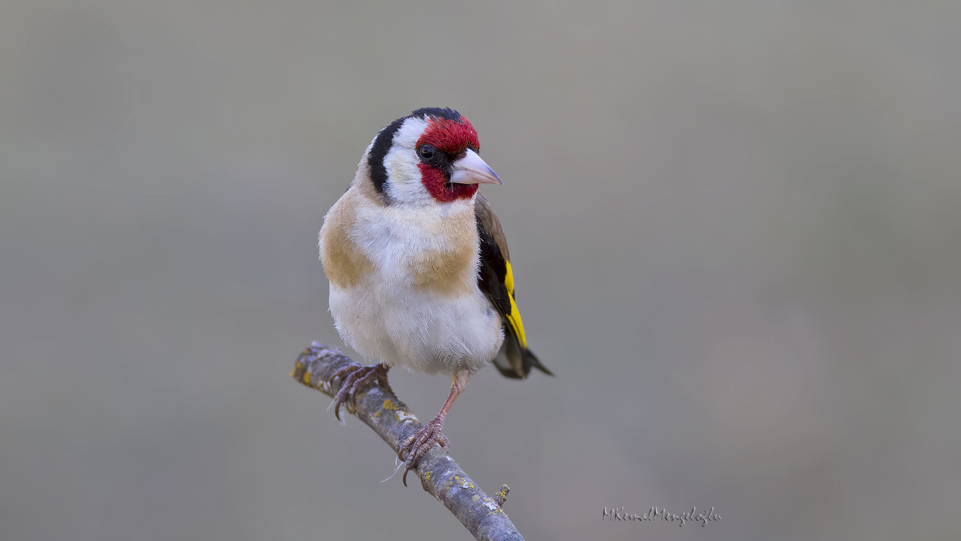 European Goldfinch
