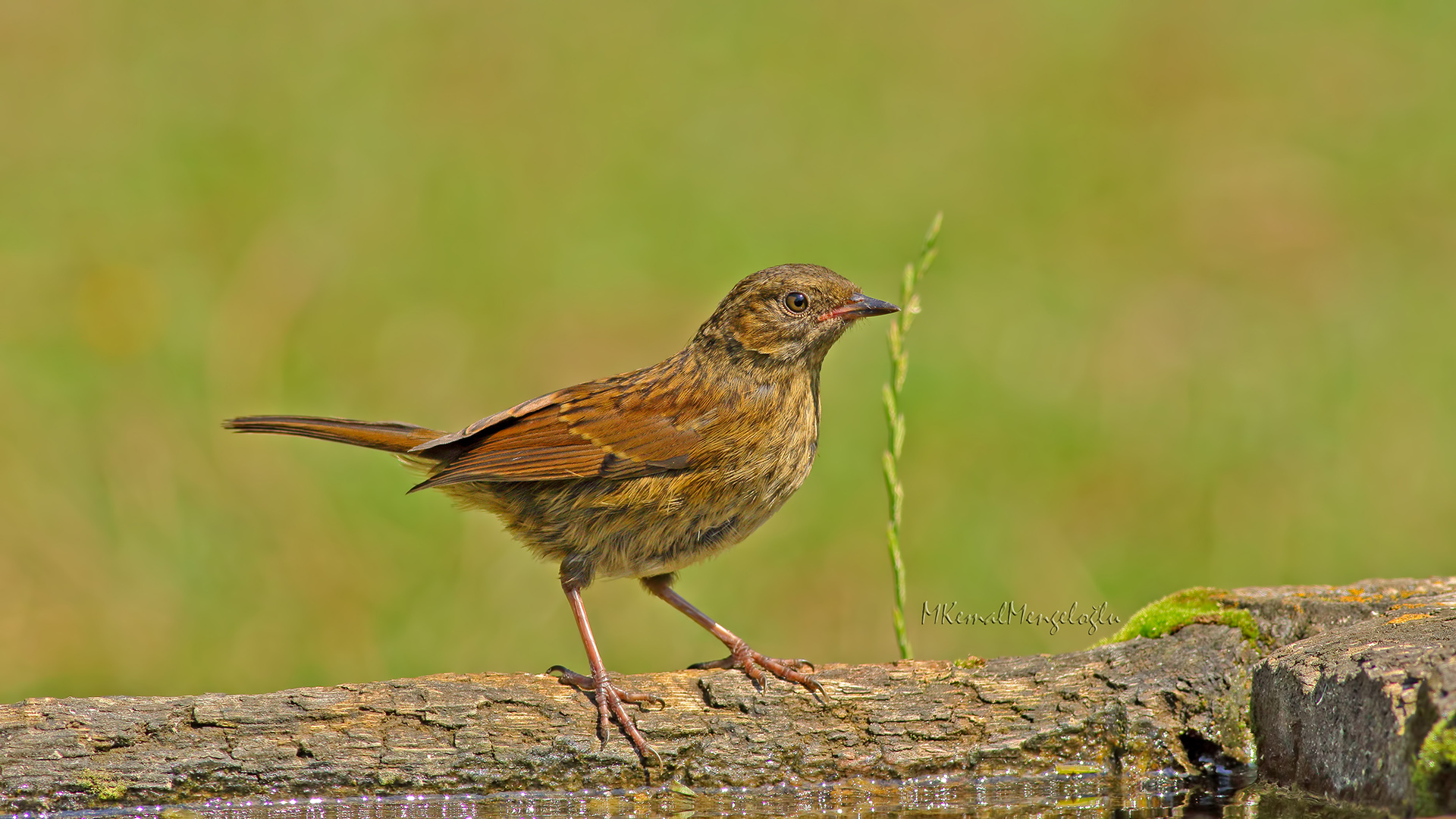 Dunnock