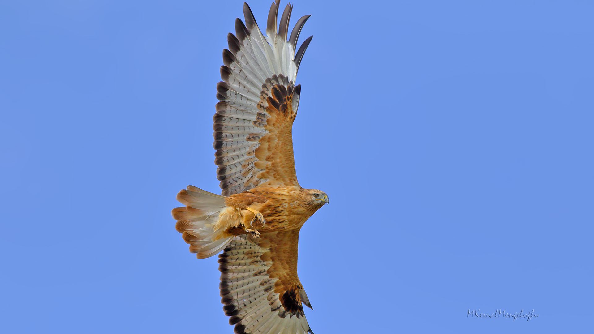 Long-legged Buzzard