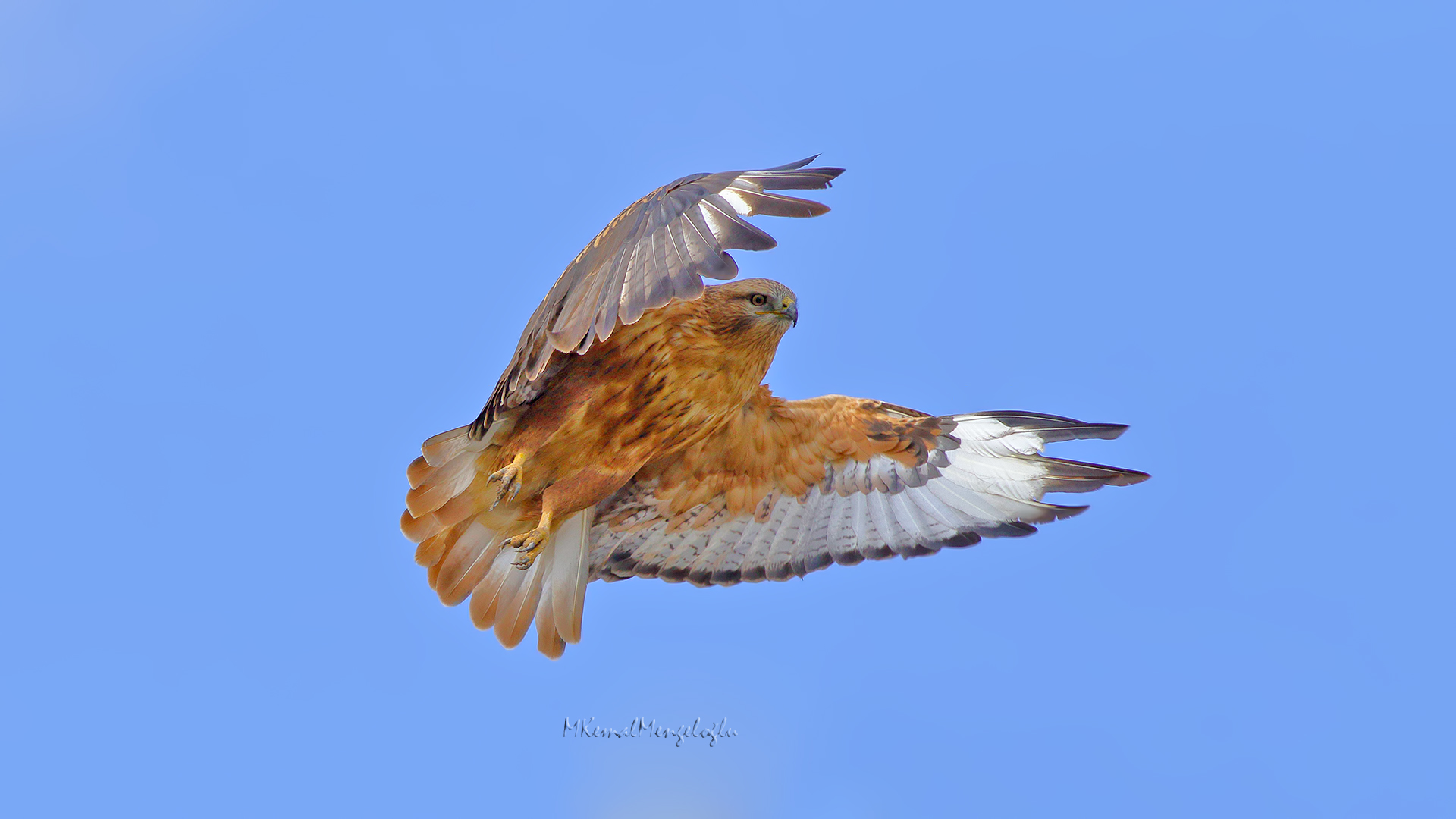 Long-legged Buzzard