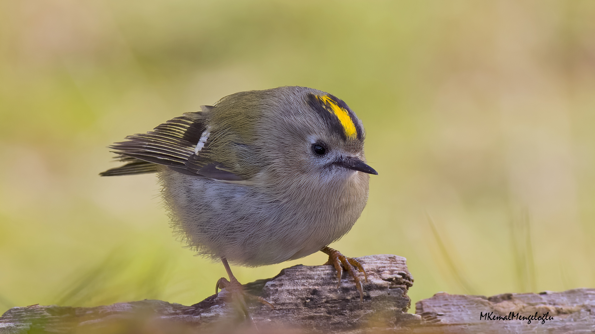 Goldcrest