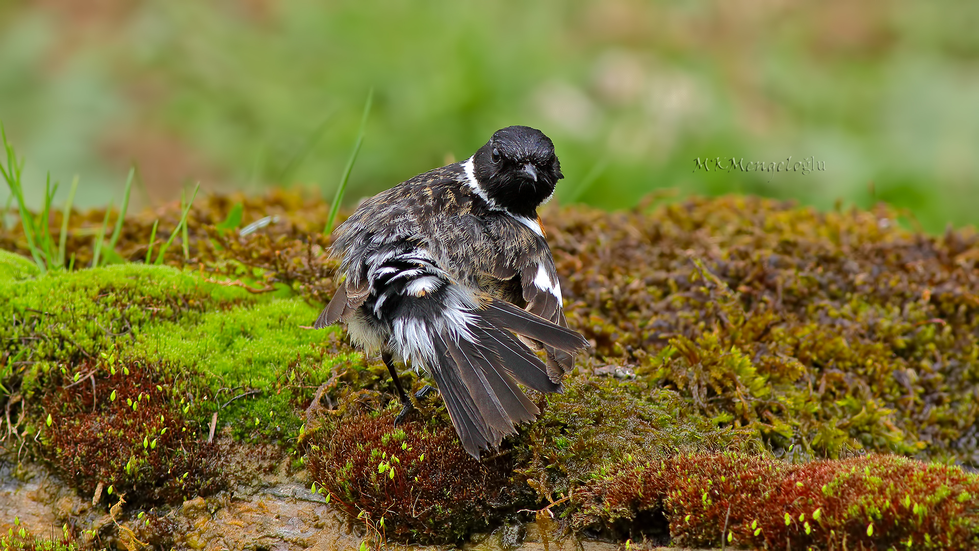European Stonechat