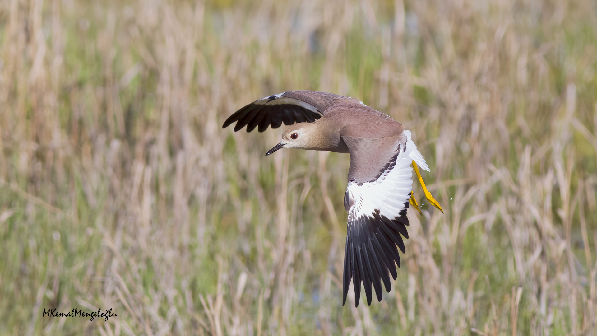 White-tailed Lapwing