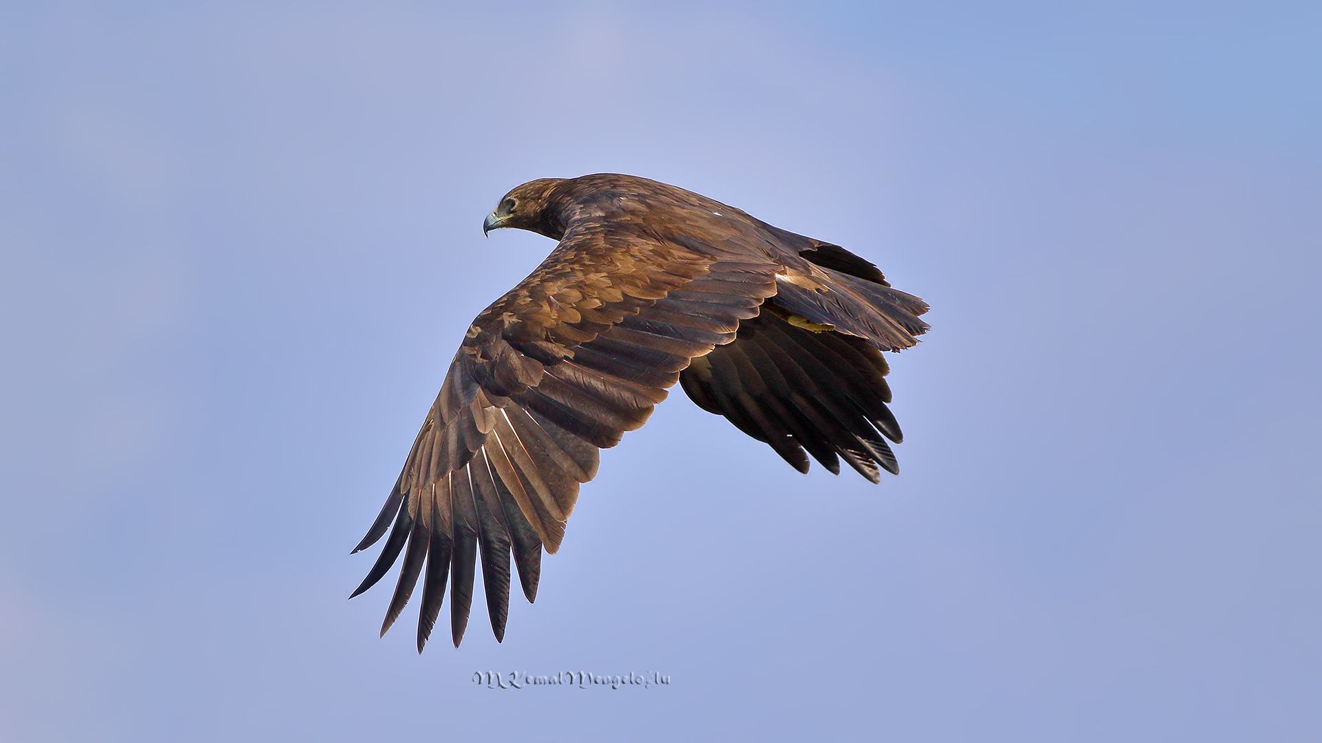 Greater Spotted Eagle