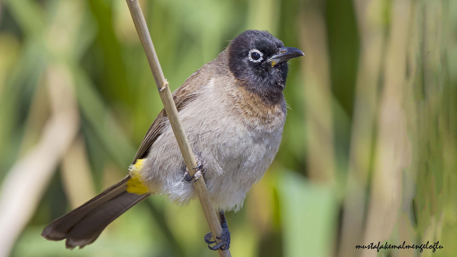White-spectacled Bulbul