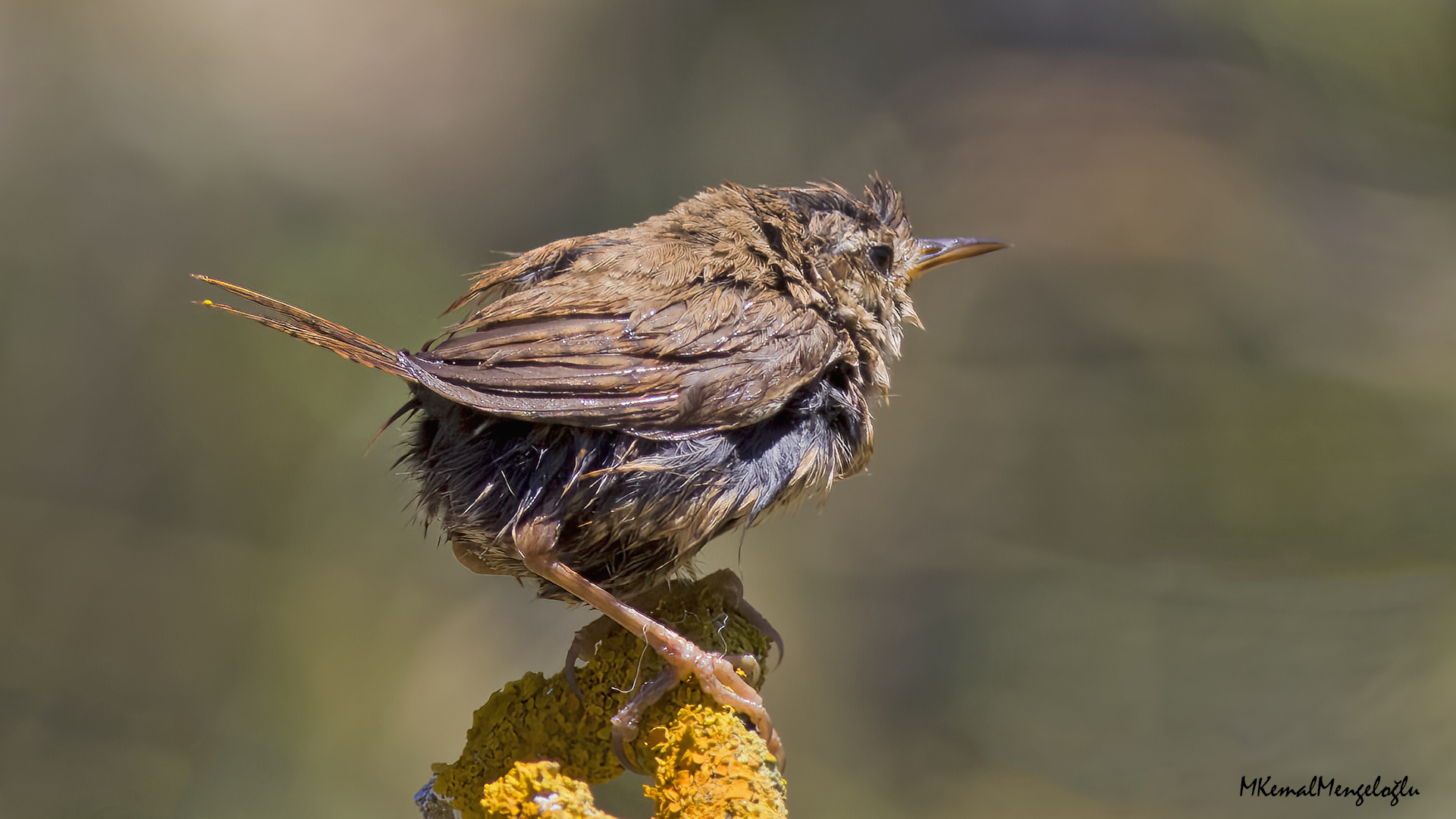Eurasian Wren