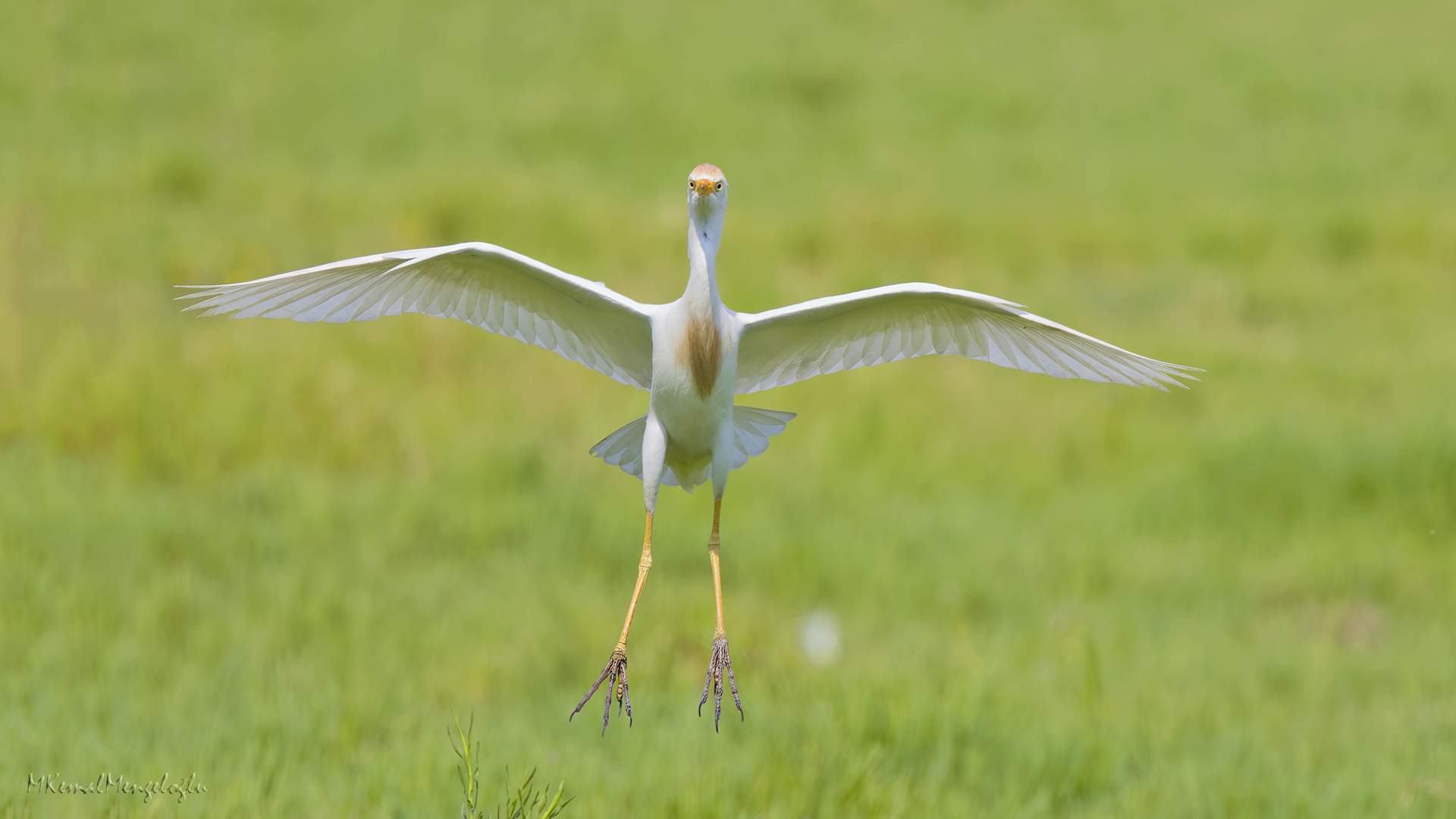 Cattle Egret