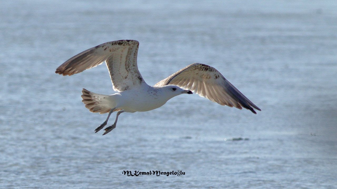 Caspian Gull