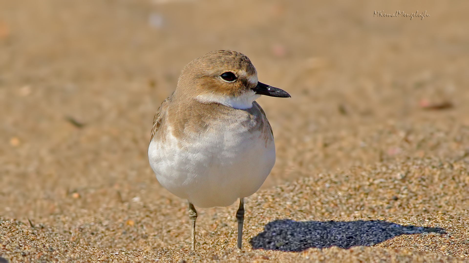 Greater Sand-Plover