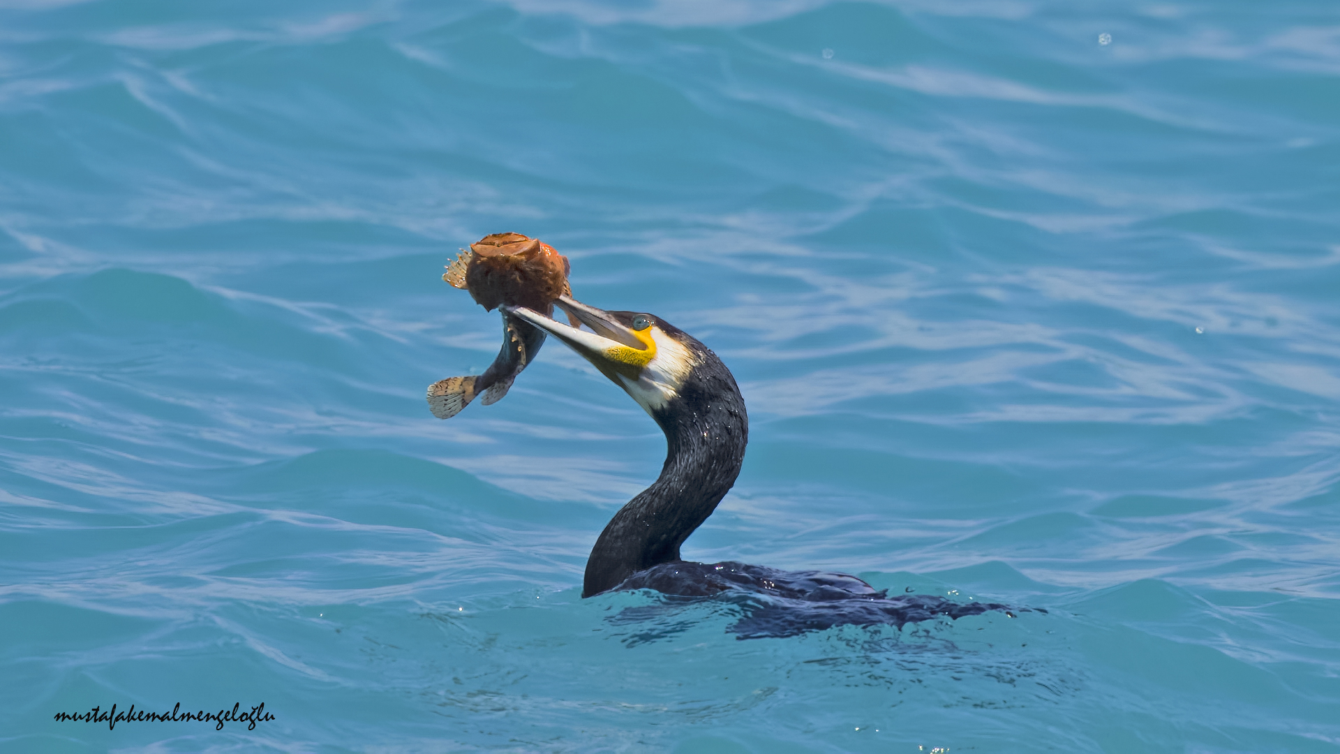 Great Cormorant