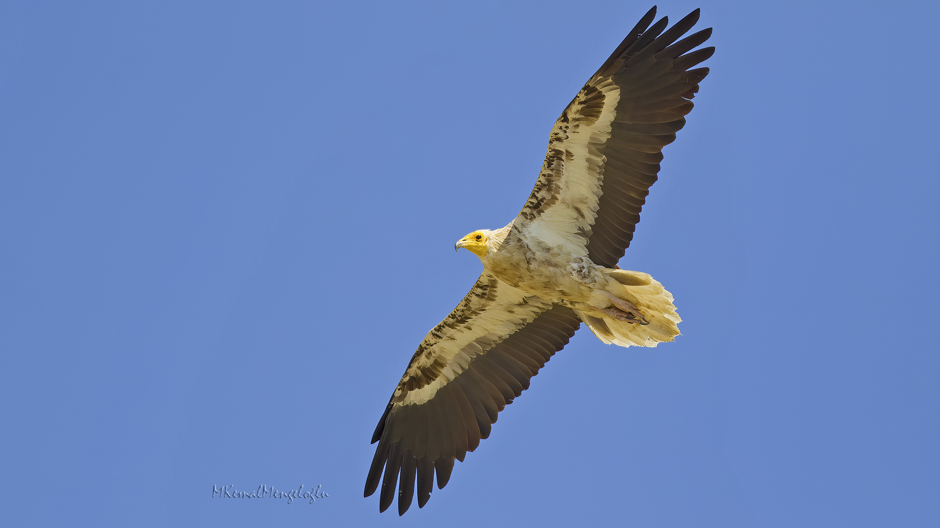 Egyptian Vulture