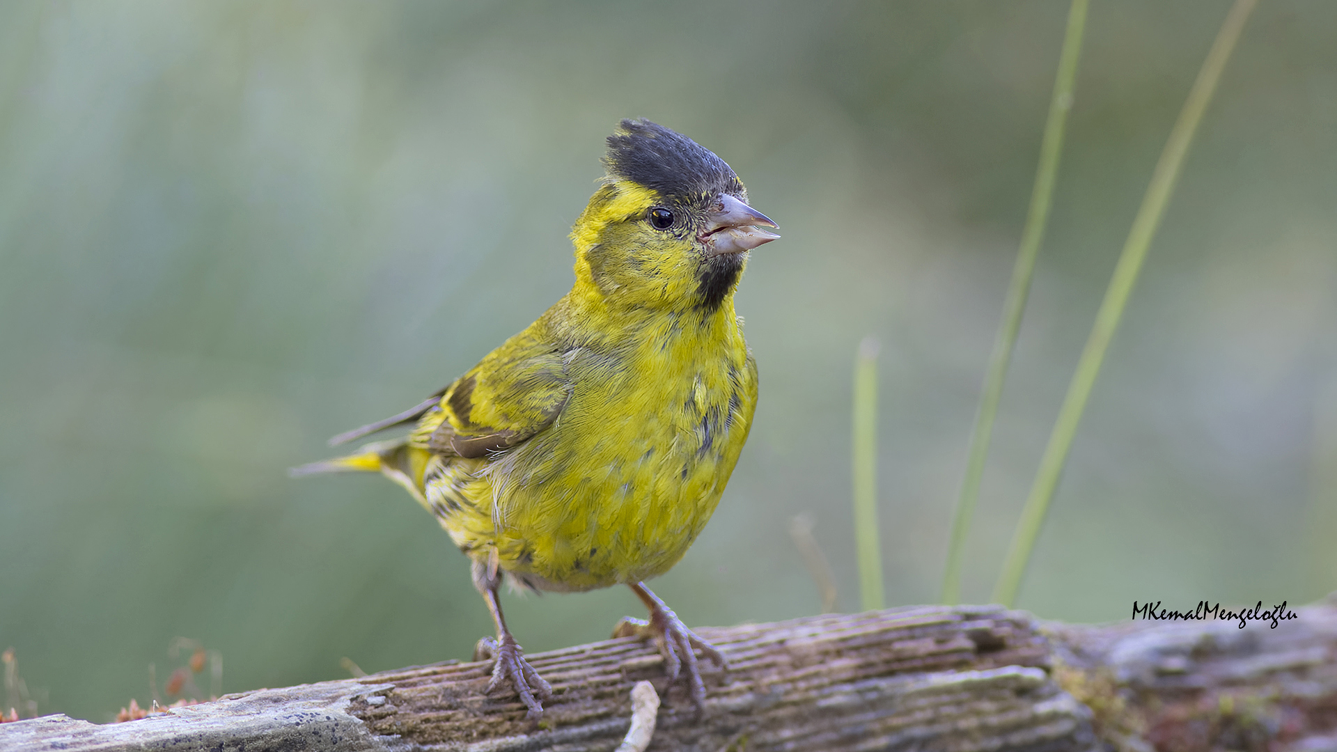 Eurasian Siskin — Ana fotoğraf