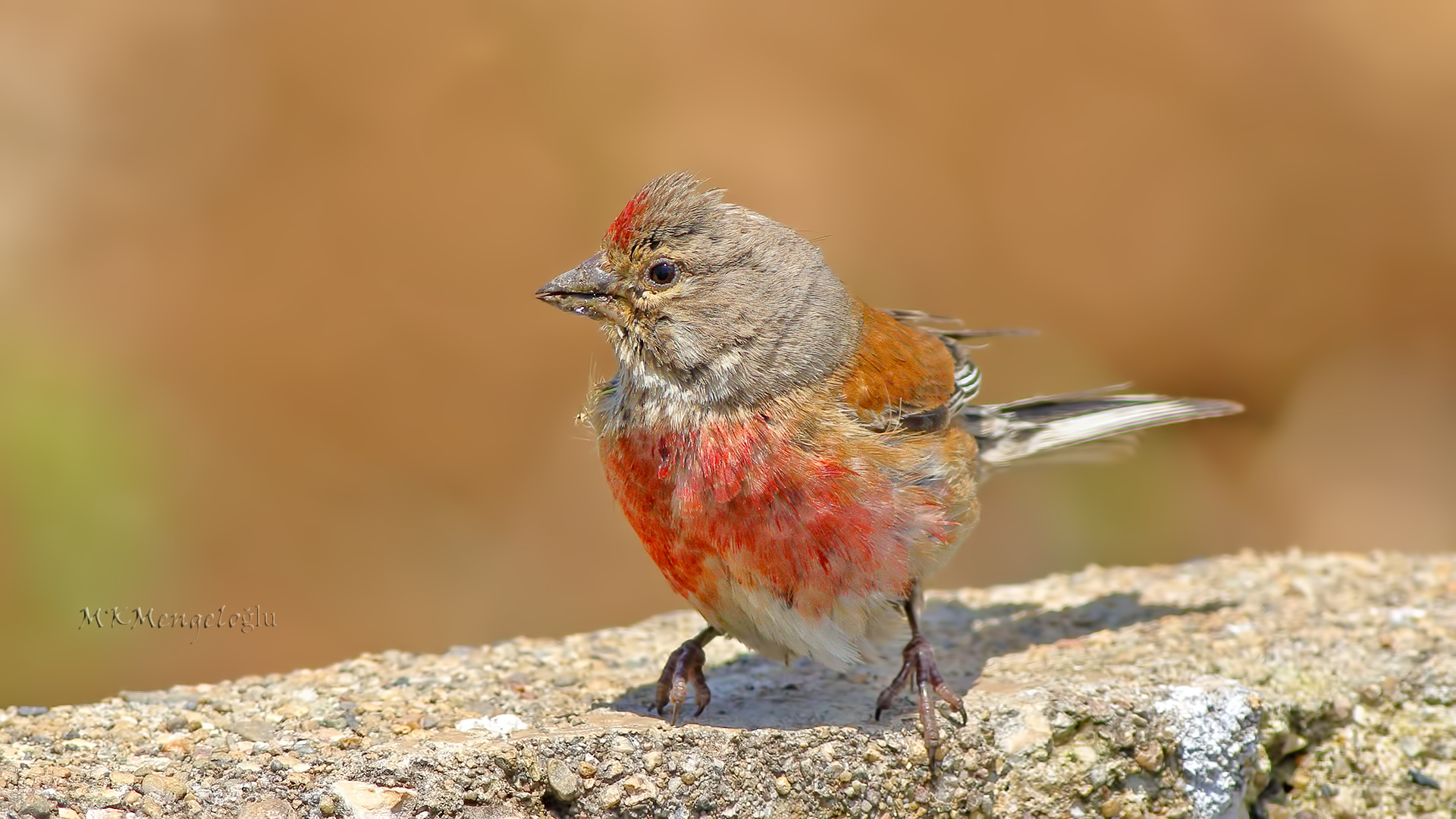 Eurasian Linnet