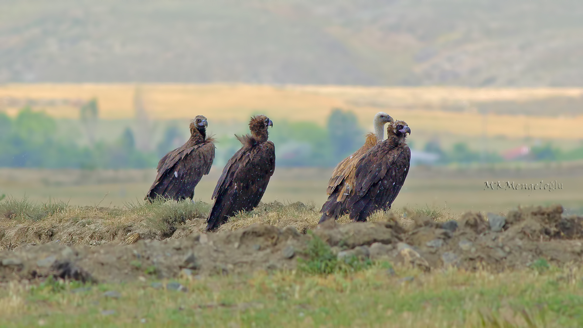 Eurasian Griffon